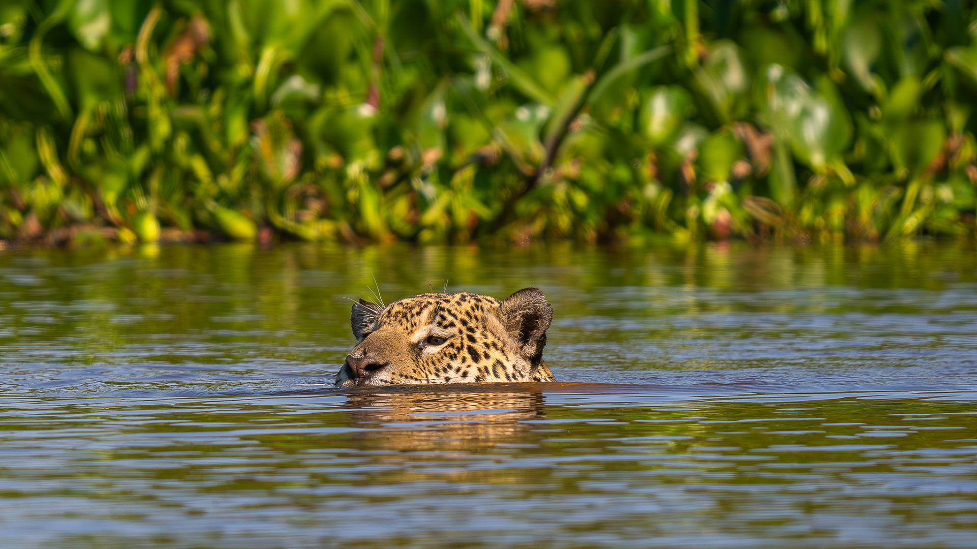 Jaguar