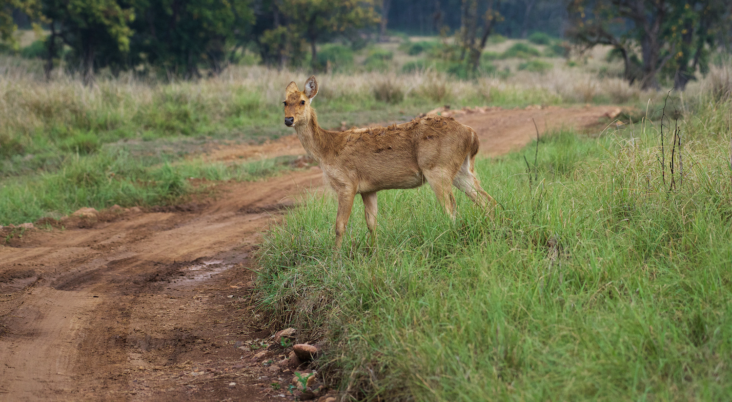 Female Barasingha (Rucervus duvaucelii)