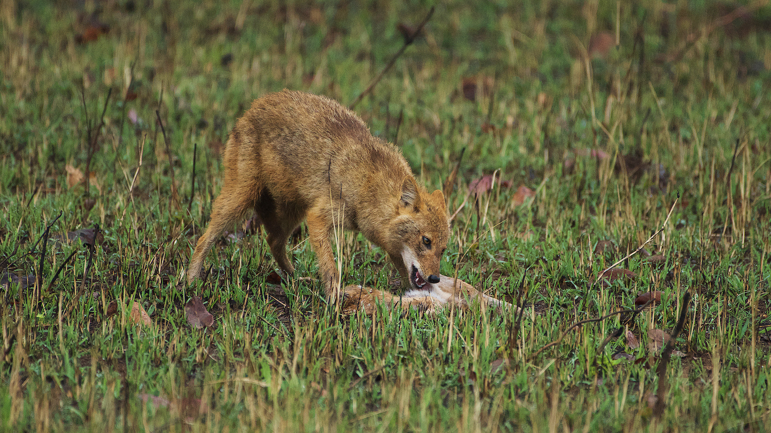 Indian Jackal (Canis aureus indicus)