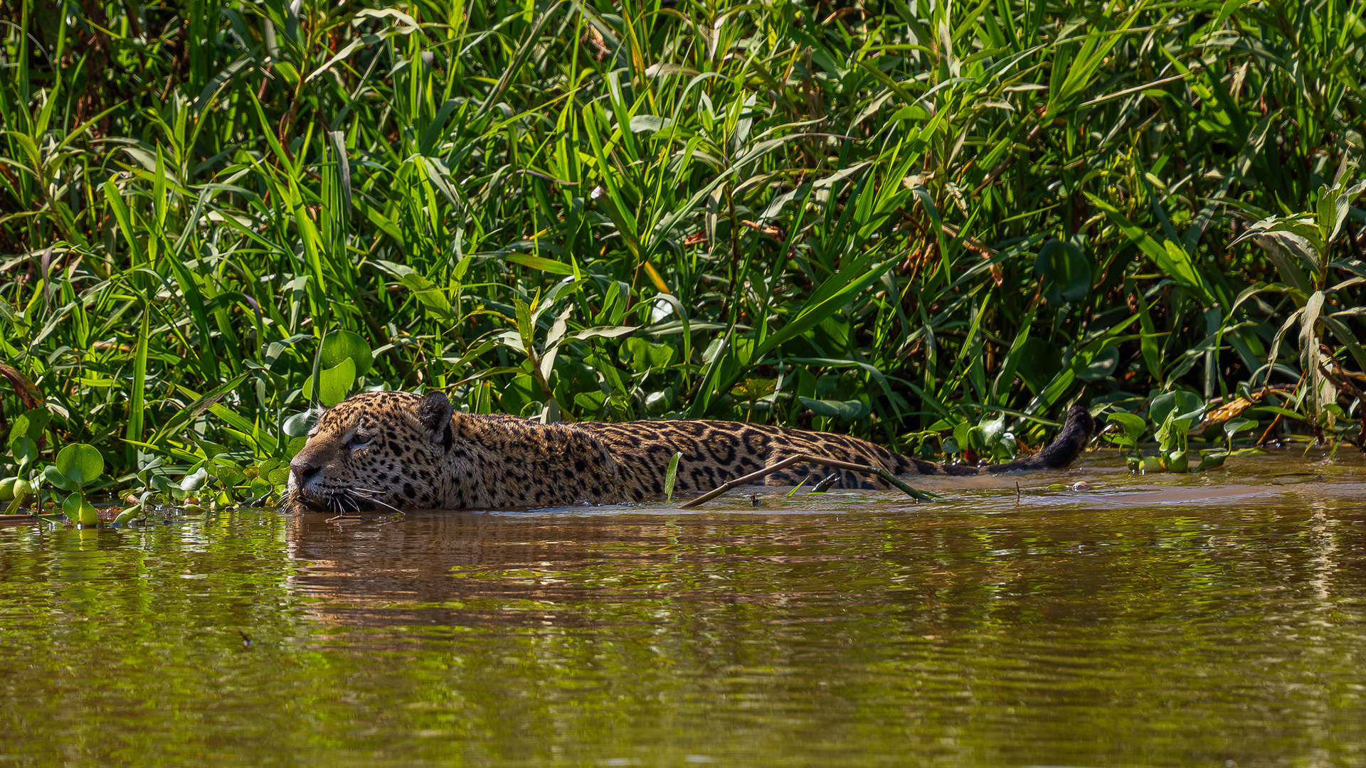 Jaguar