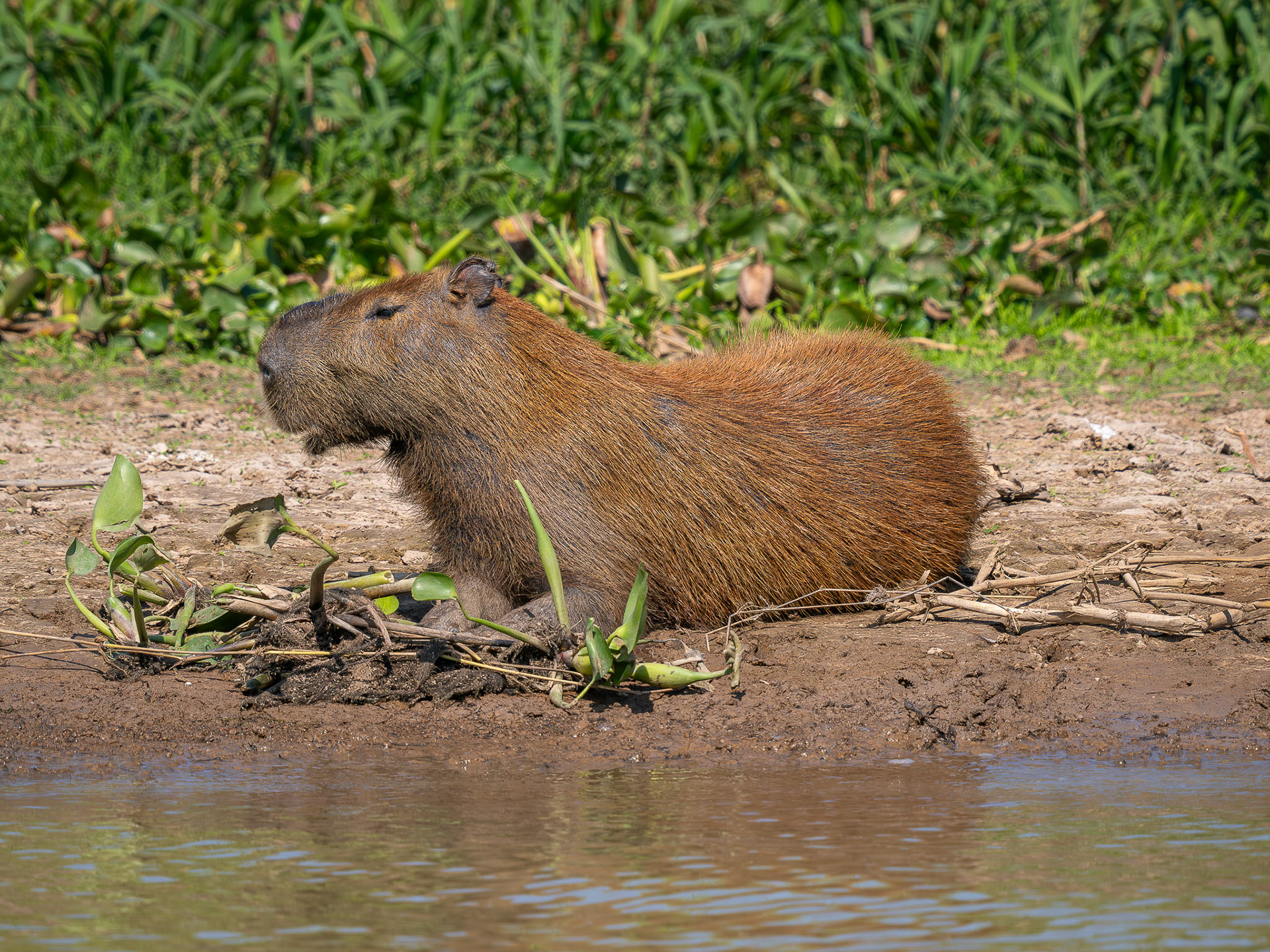 Capybara