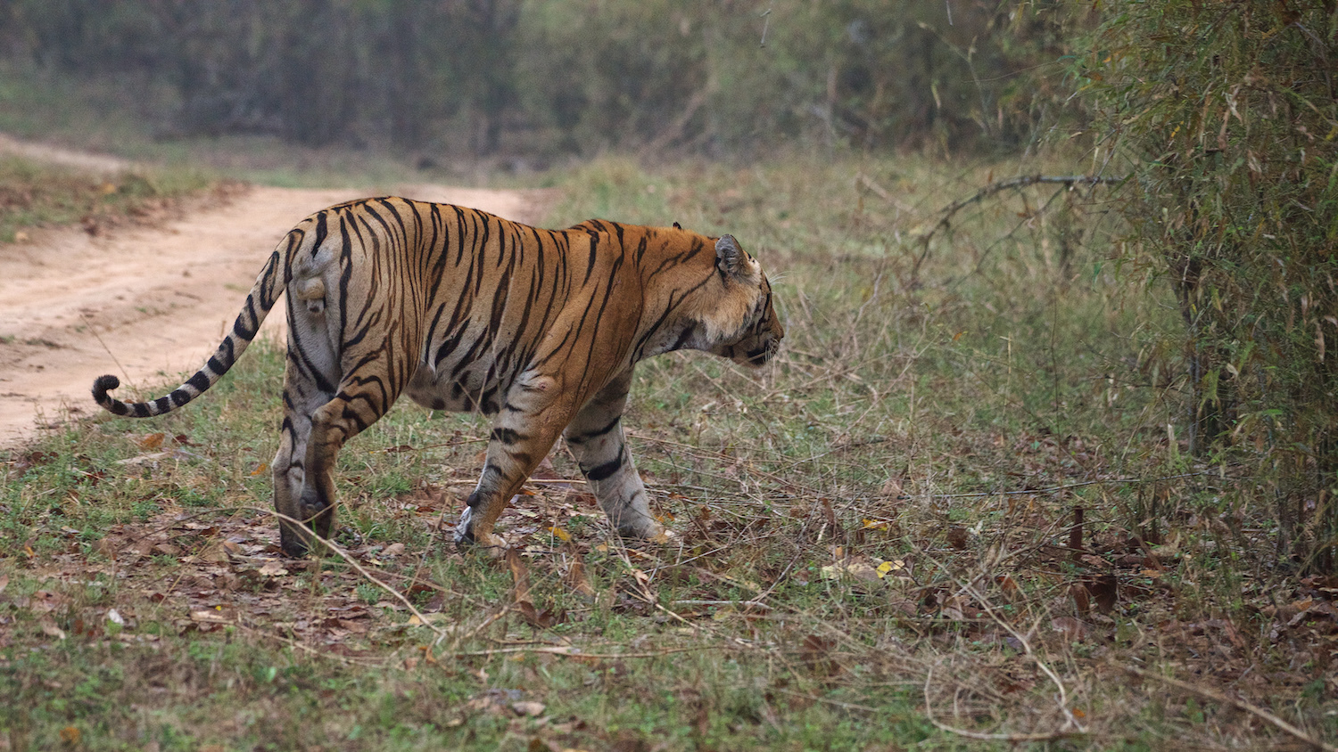 Bengal Tiger (Panthera tigris tigris) Big male named M1