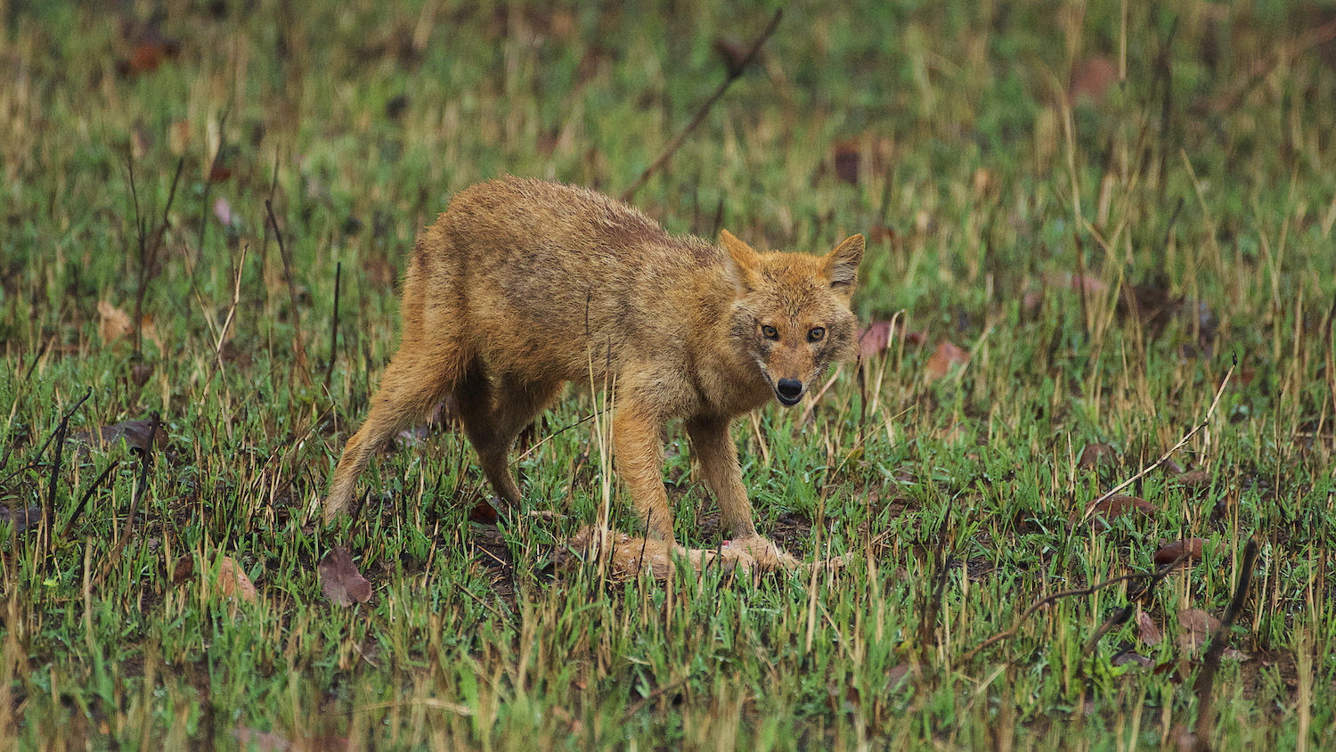 Indian Jackal (Canis aureus indicus)