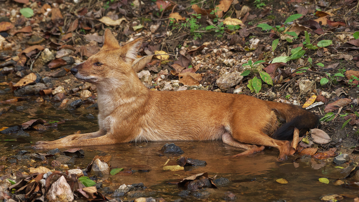 Dhole (Cuon alpinus) - Indian Wild Dog
