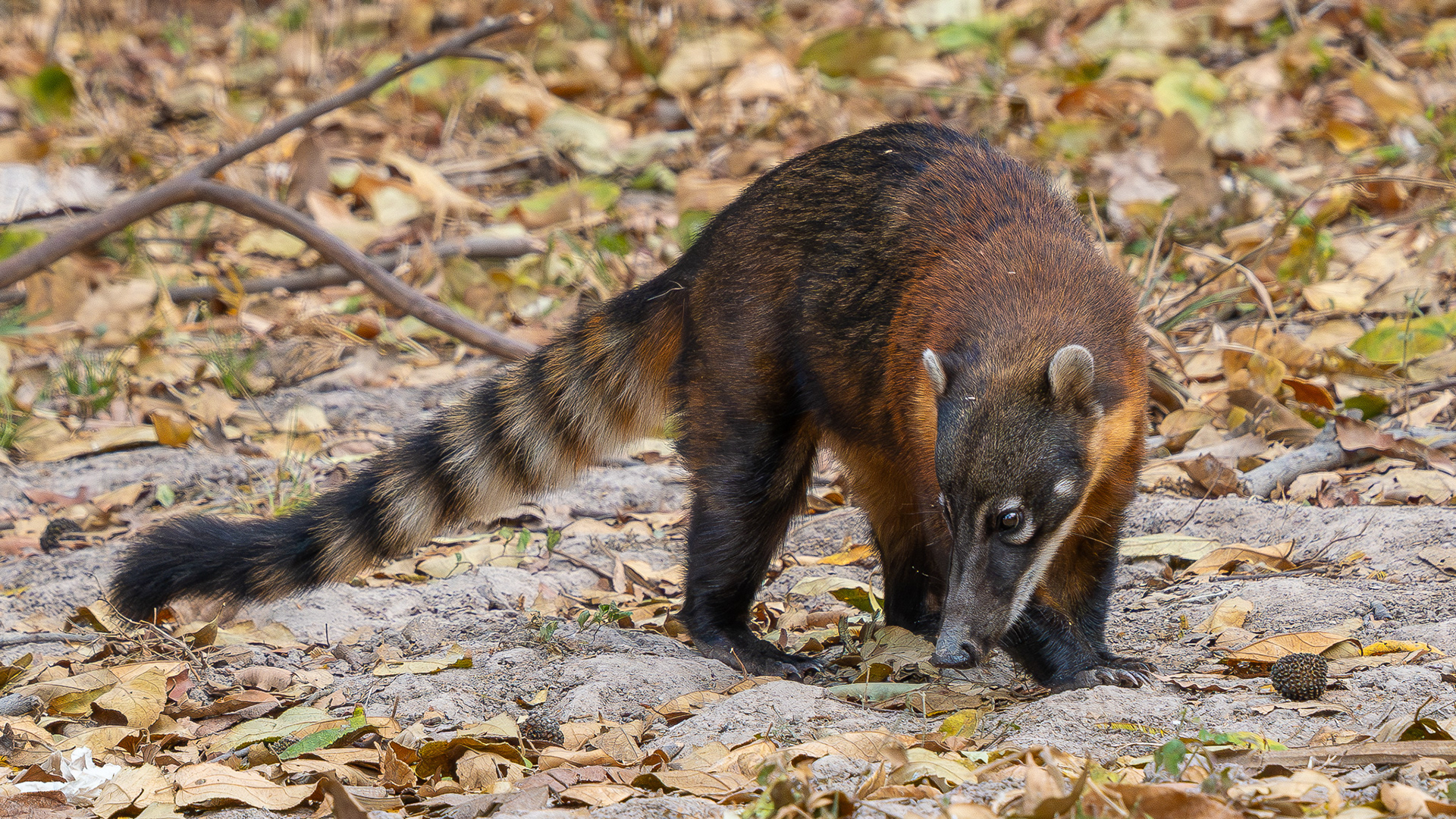 Coati