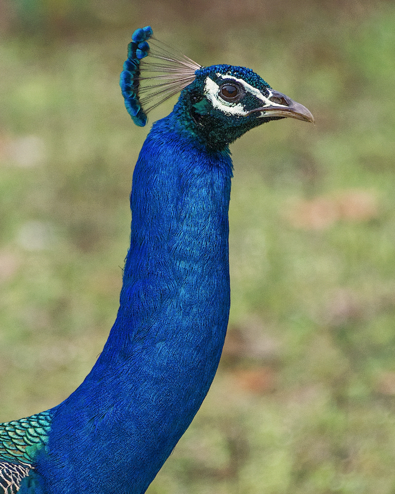 Indian Peafowl (Pavo cristatus) Peacock