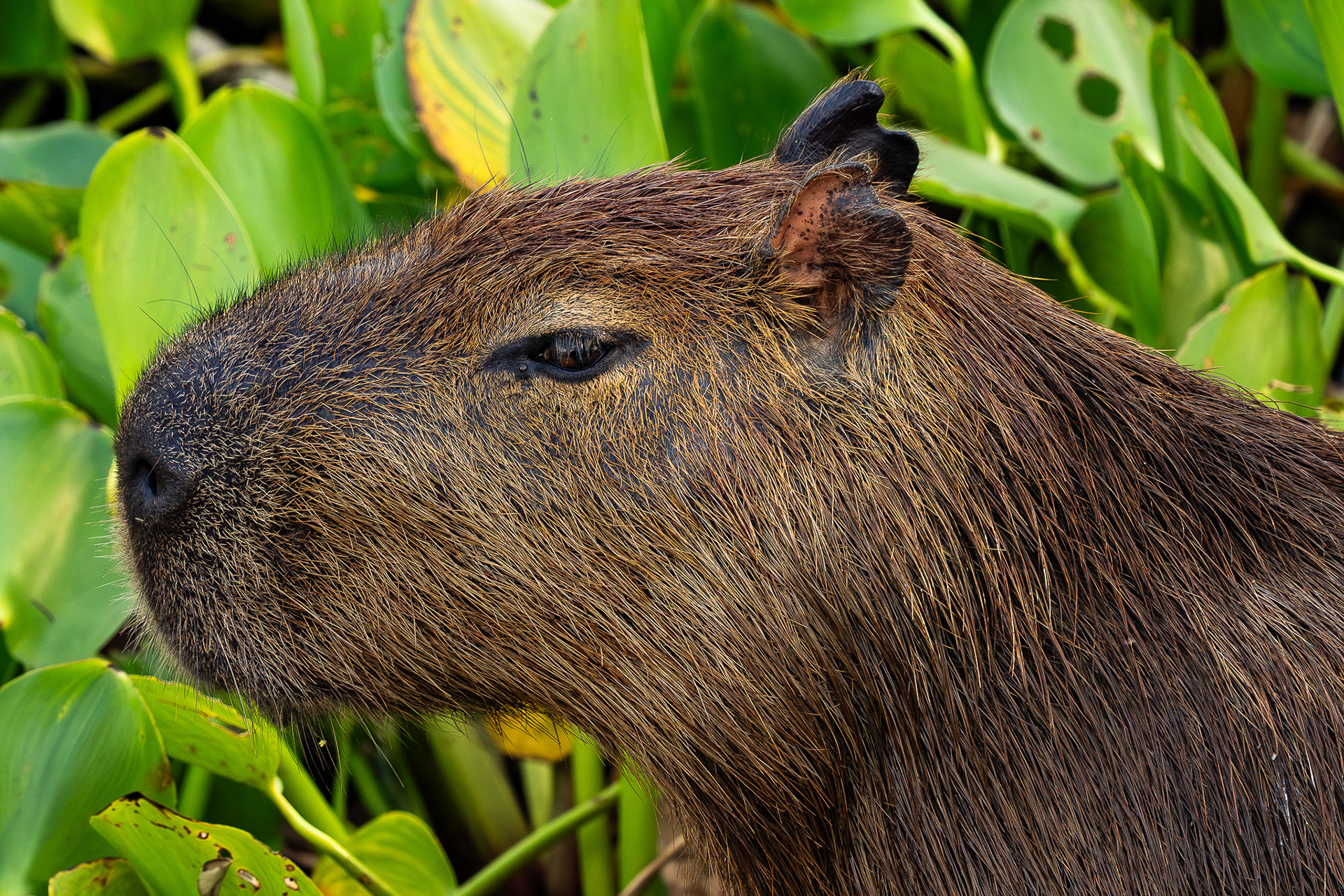 Capybara