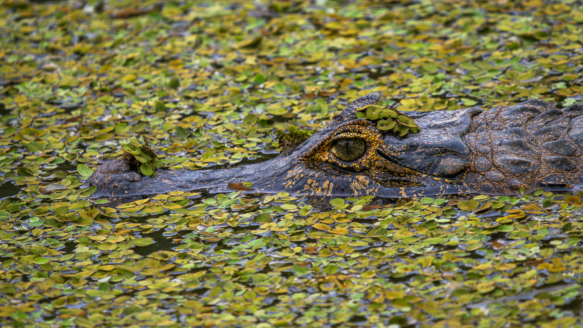 Yacare Caiman