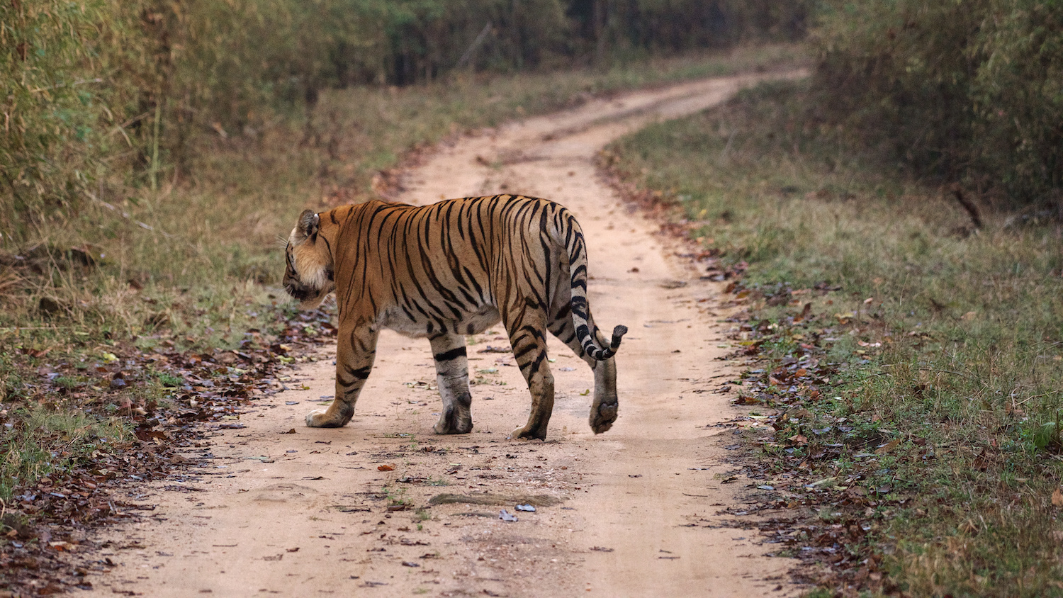 Bengal Tiger (Panthera tigris tigris) Big male named M1