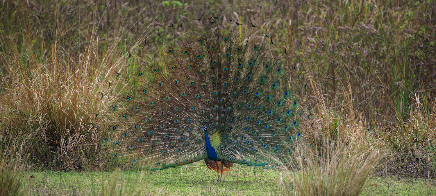 Peacock (Pavo cristatus) displays his plumage to attract the attention of a Peahen.