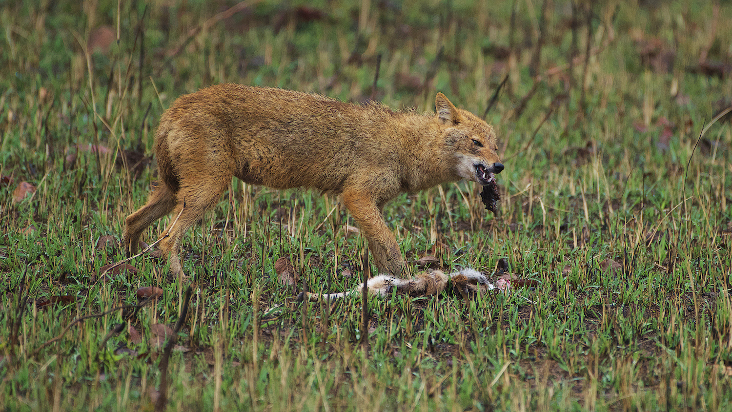 Indian Jackal (Canis aureus indicus)