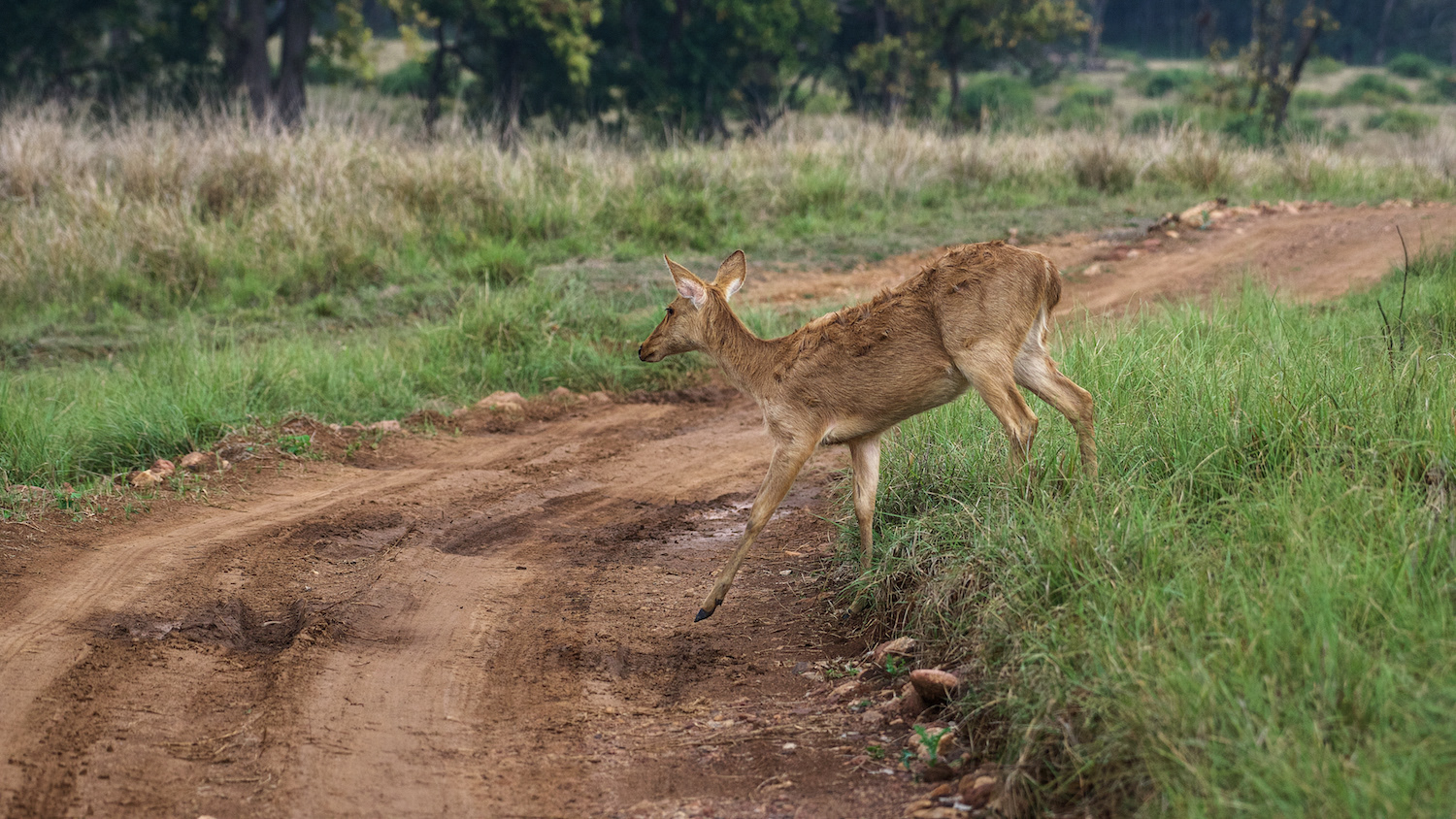 Female Barasingha (Rucervus duvaucelii)