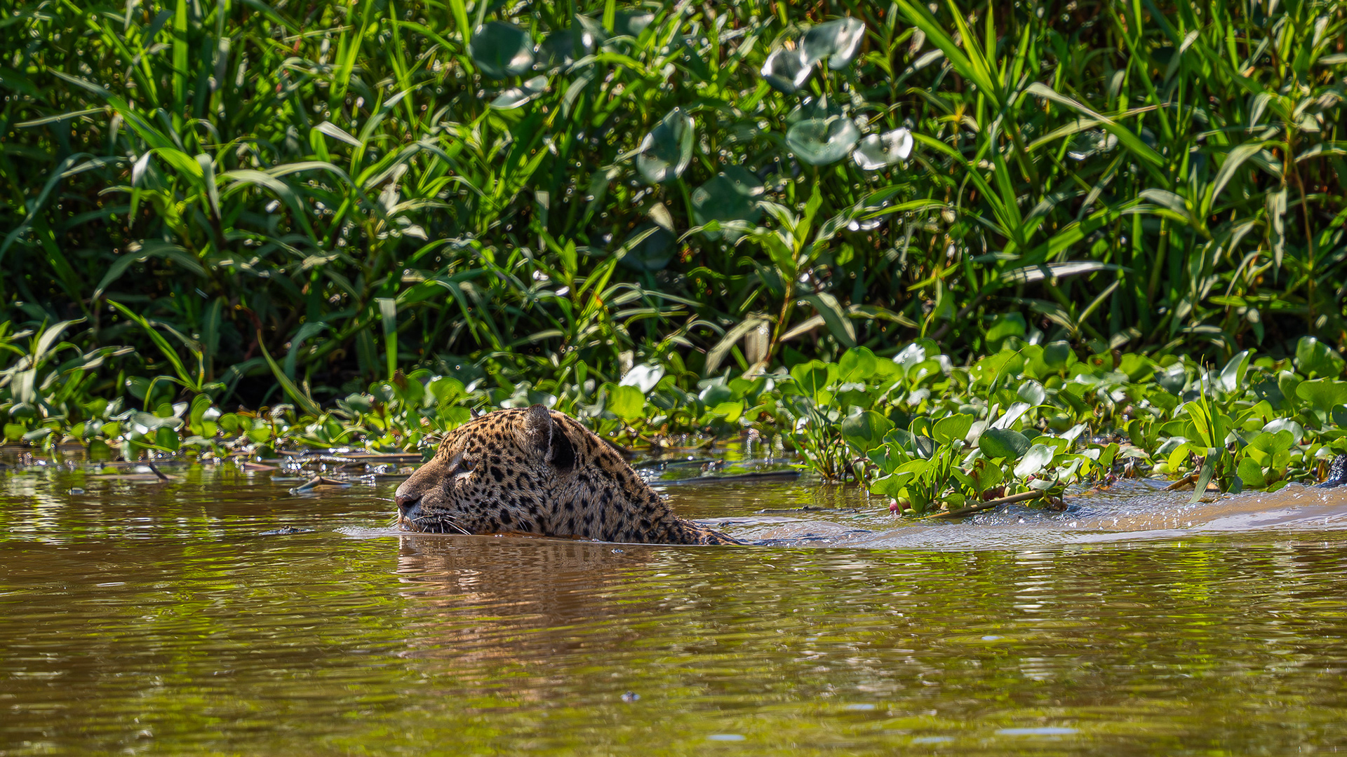 Jaguar