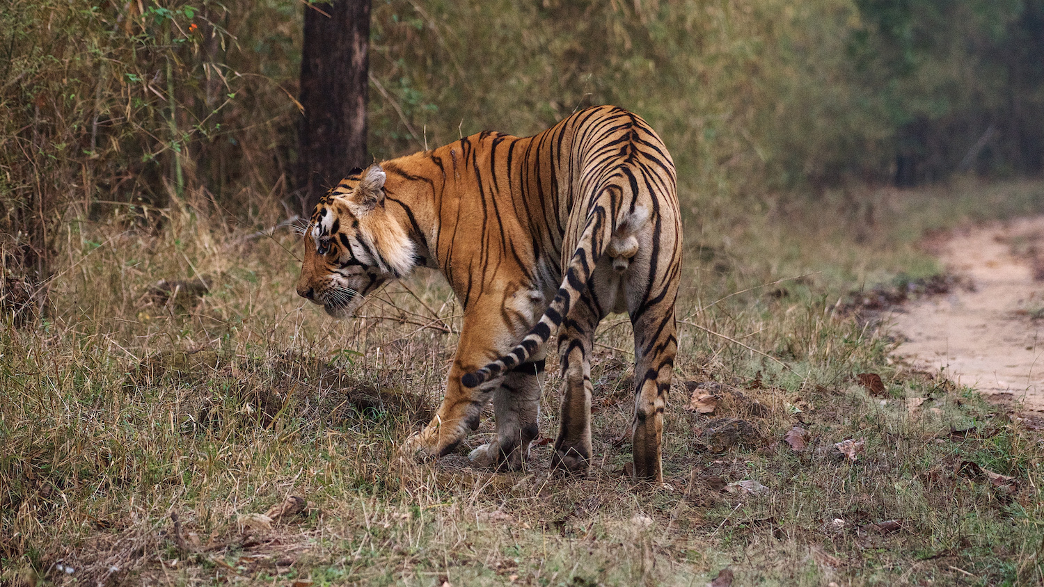 Royal Bengal Tiger (Panthera tigris tigris)