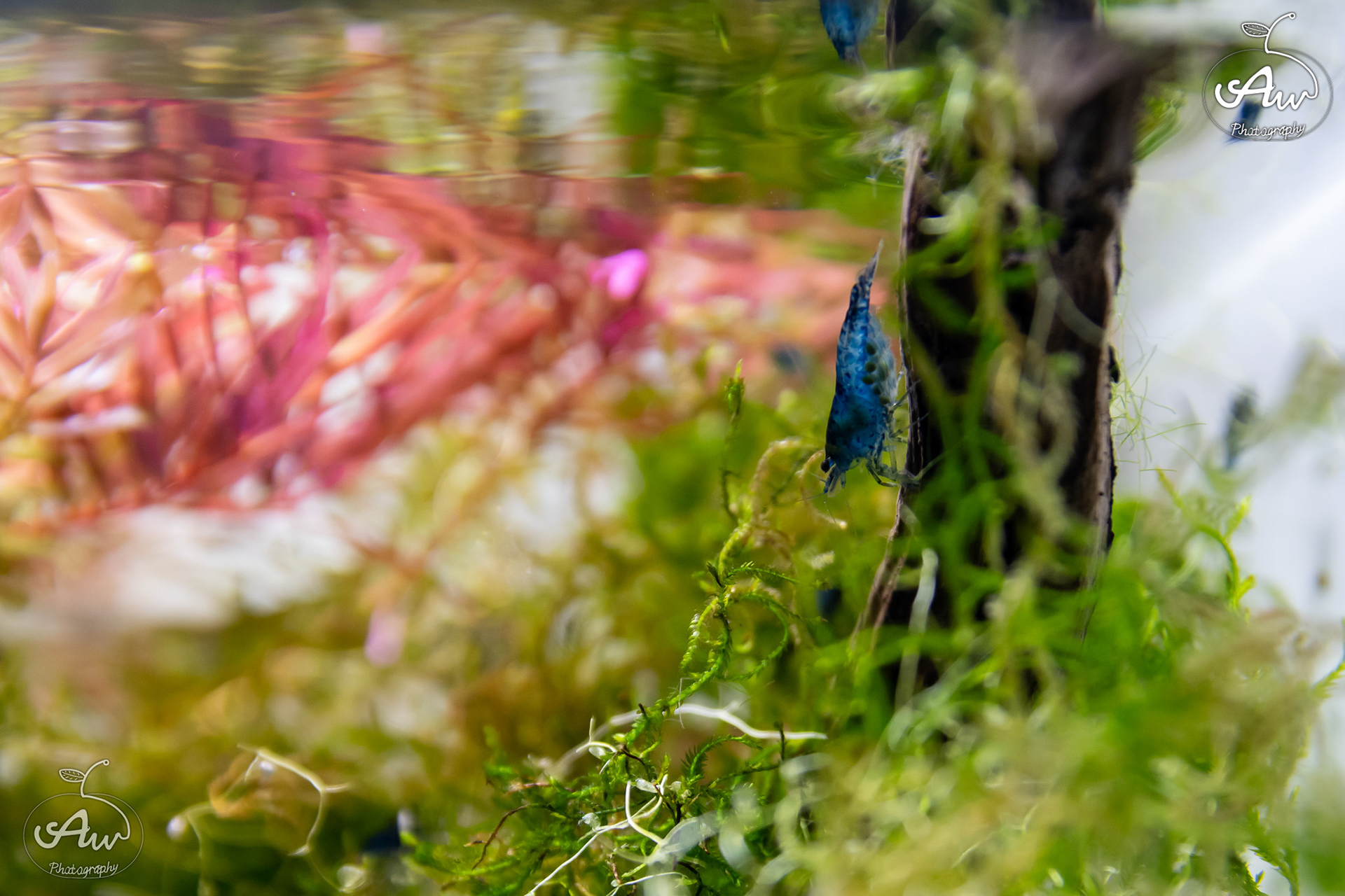 Krewetka blue velvet