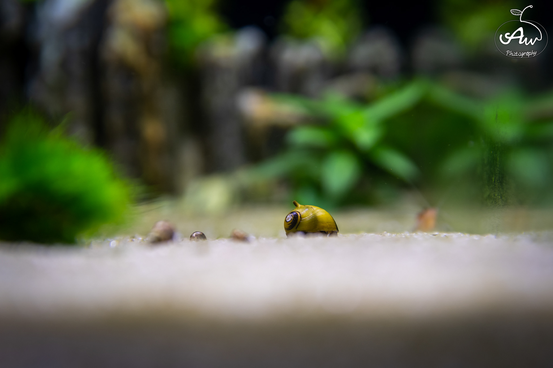 Ślimak Clithon diadema