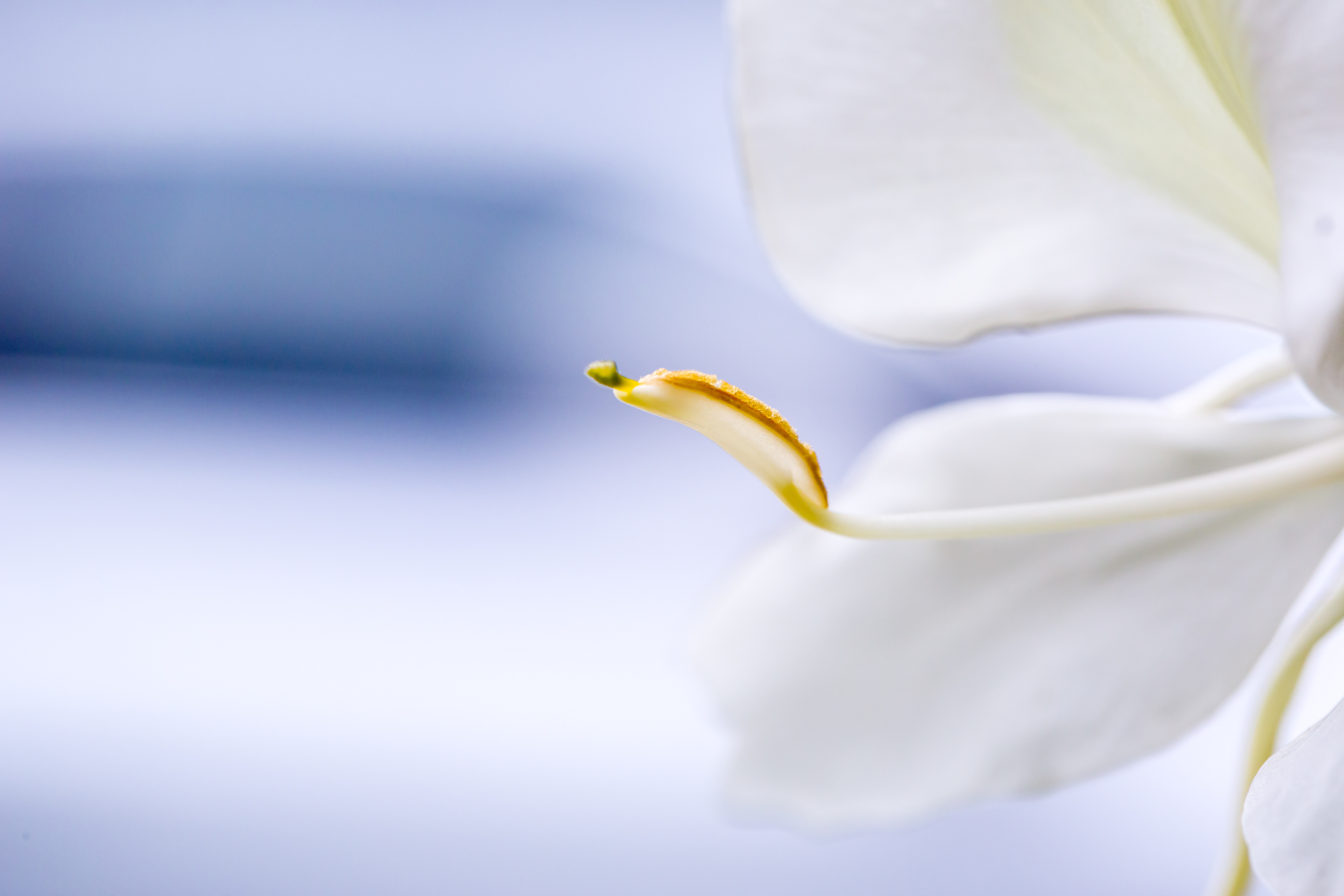 White Butterfly Ginger