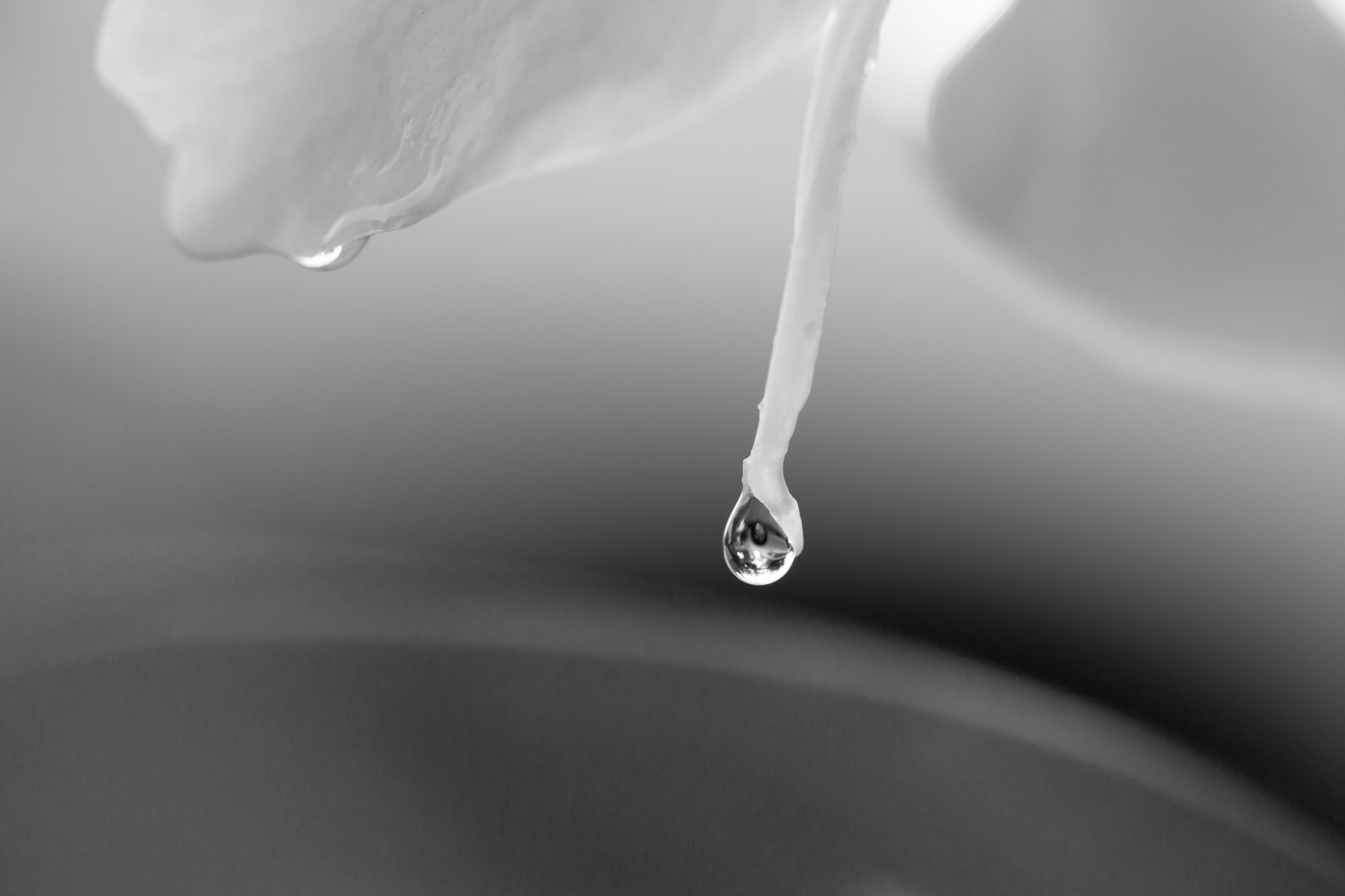 White Butterfly Ginger