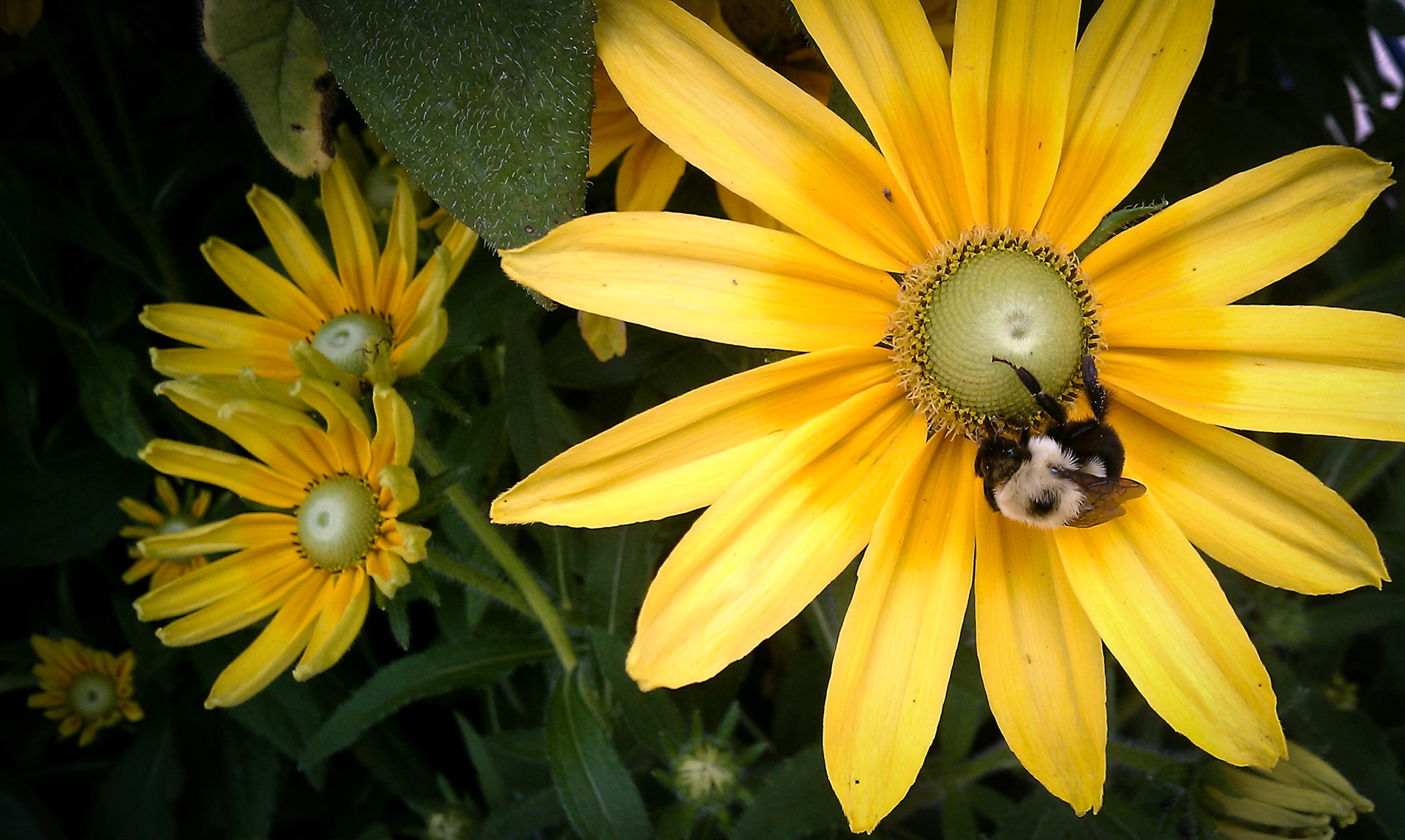 Bee on a Daisy