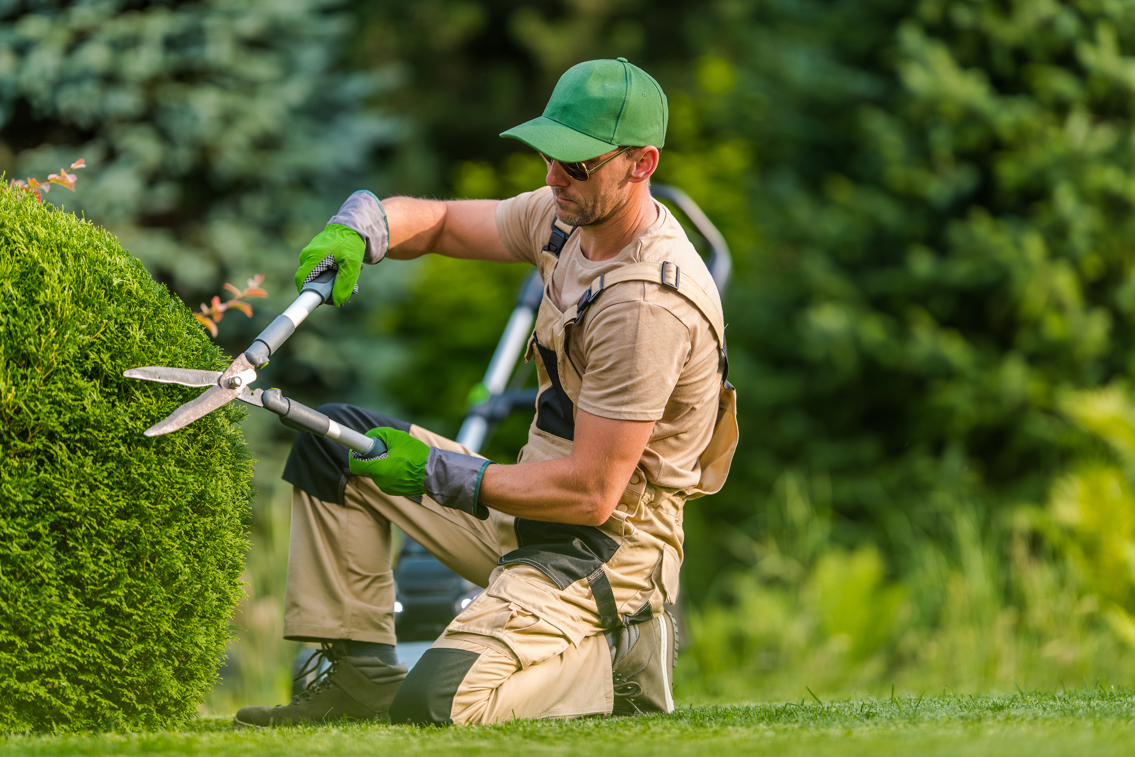 Shrub Trimming