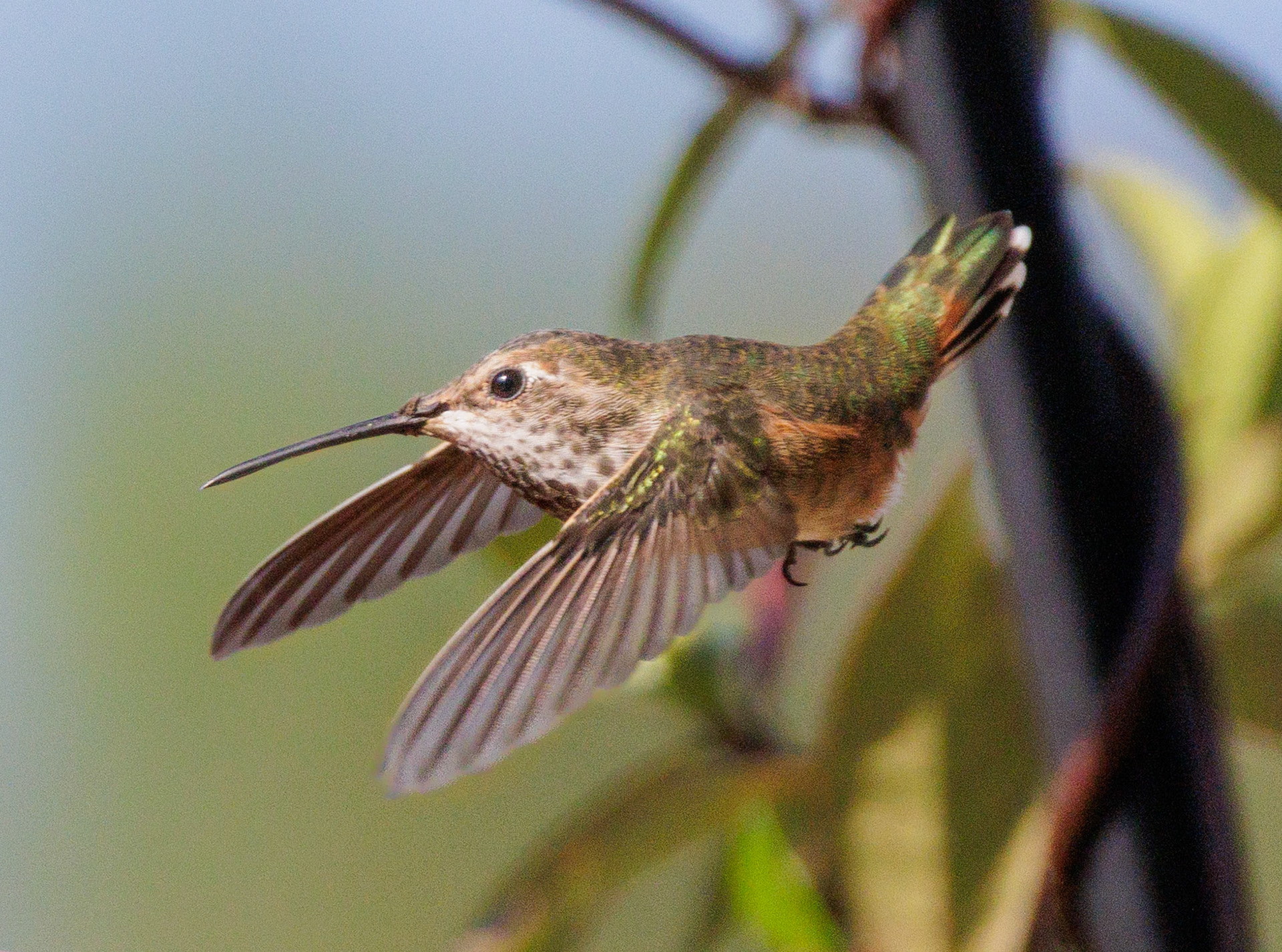 Flying in