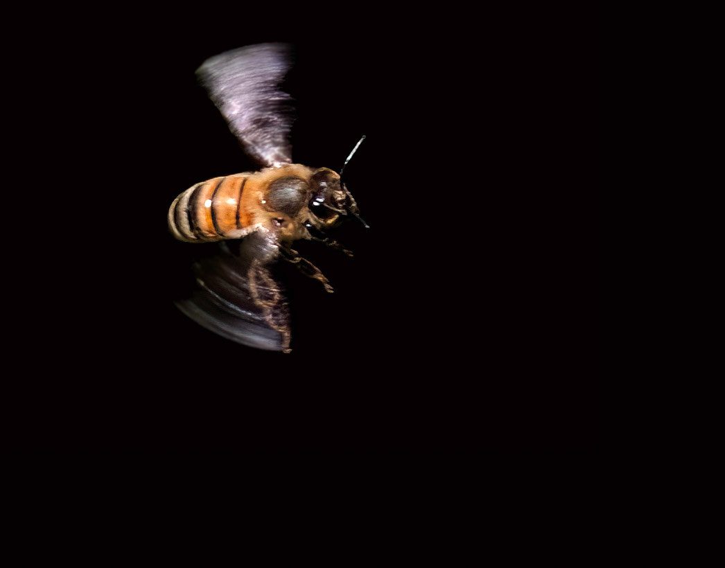 Bee Enlightened