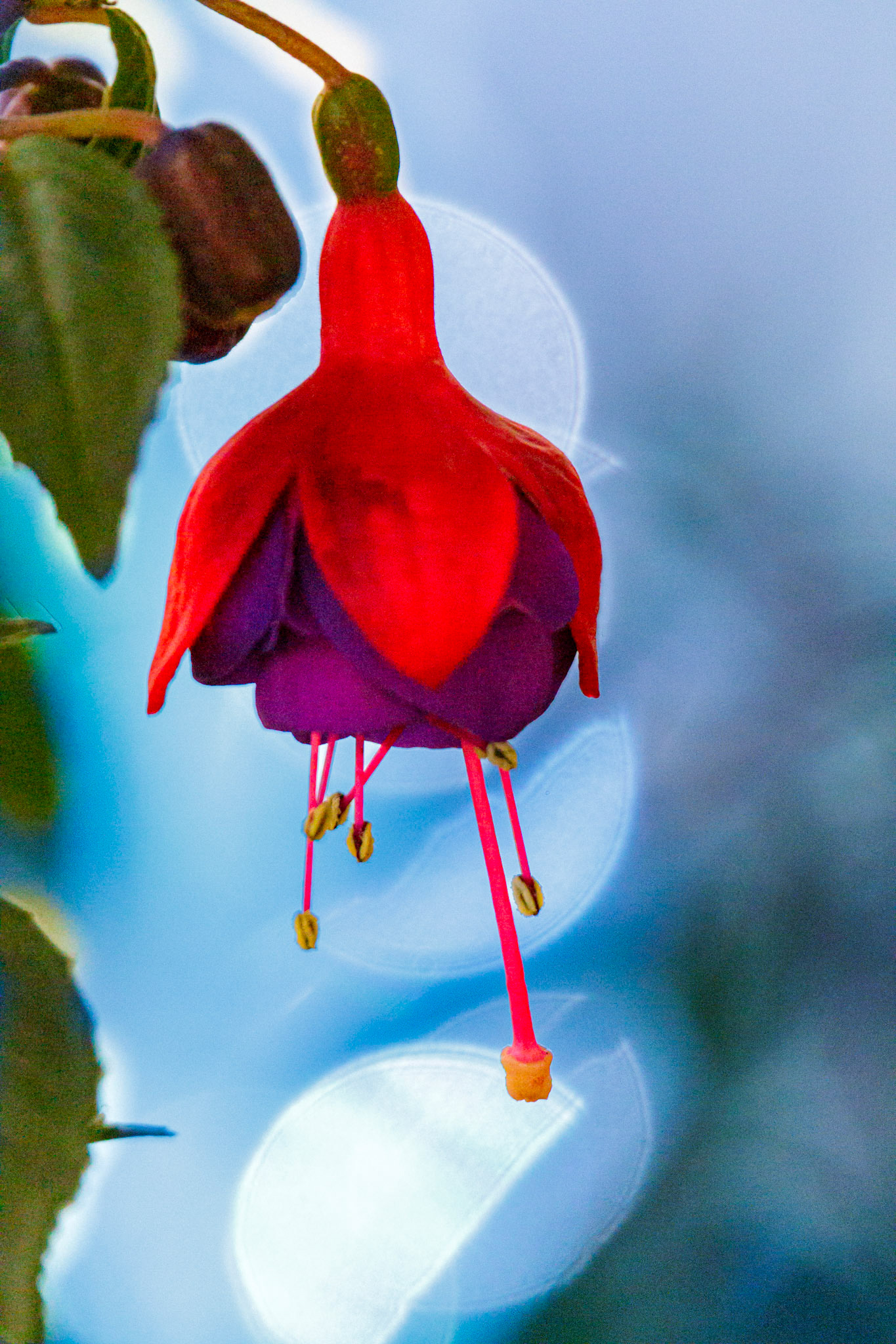 Fuchsia flowers attract hummingbirds