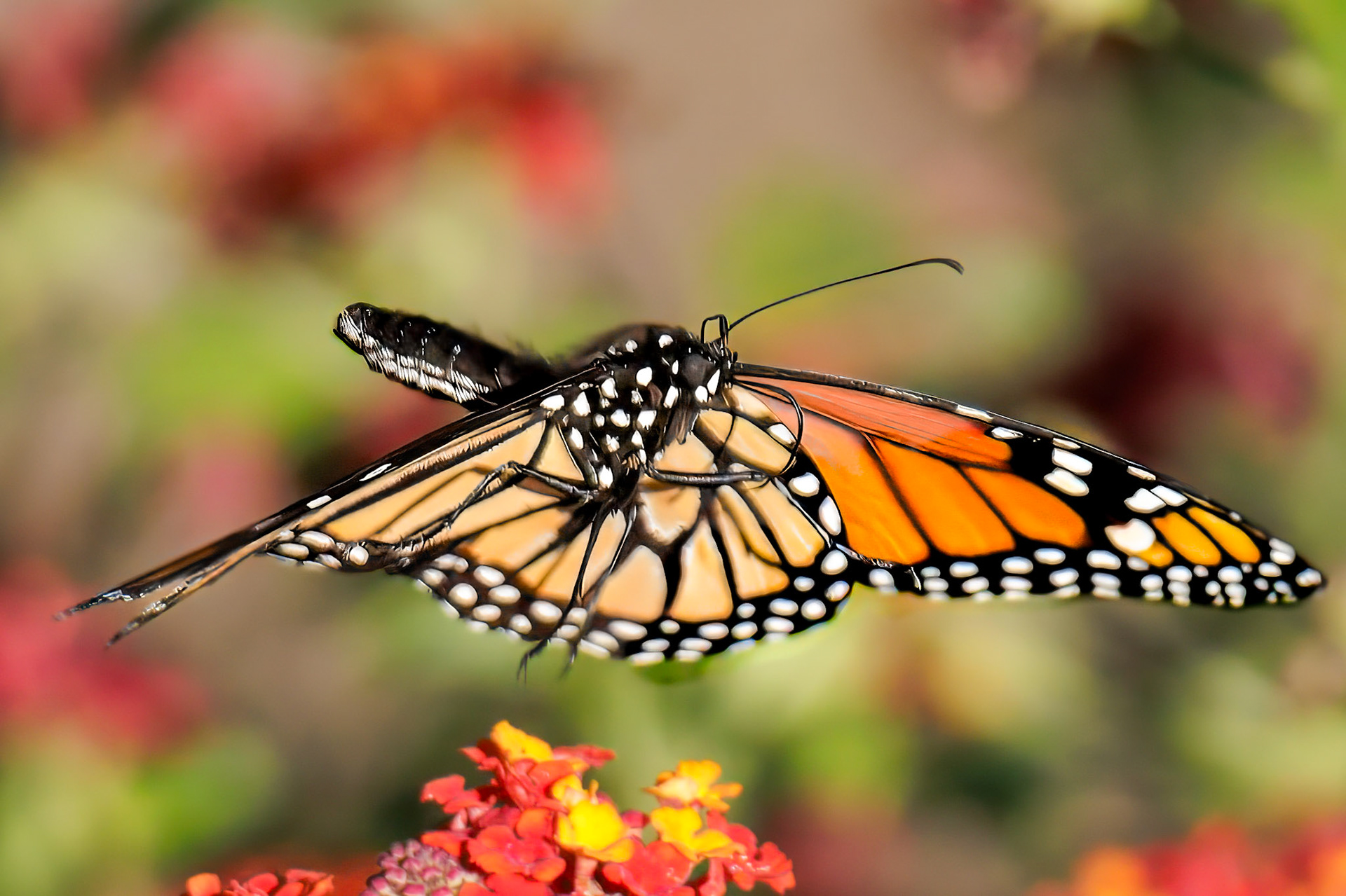 Right side wings perfectly aligned out of the way to see legs while in flight.