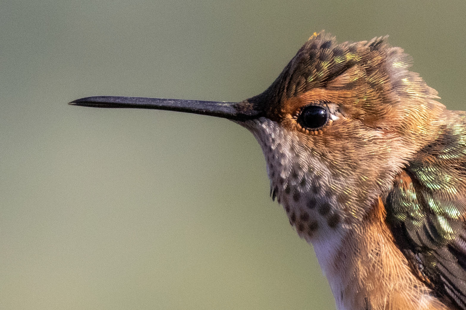 Rufous Profiled