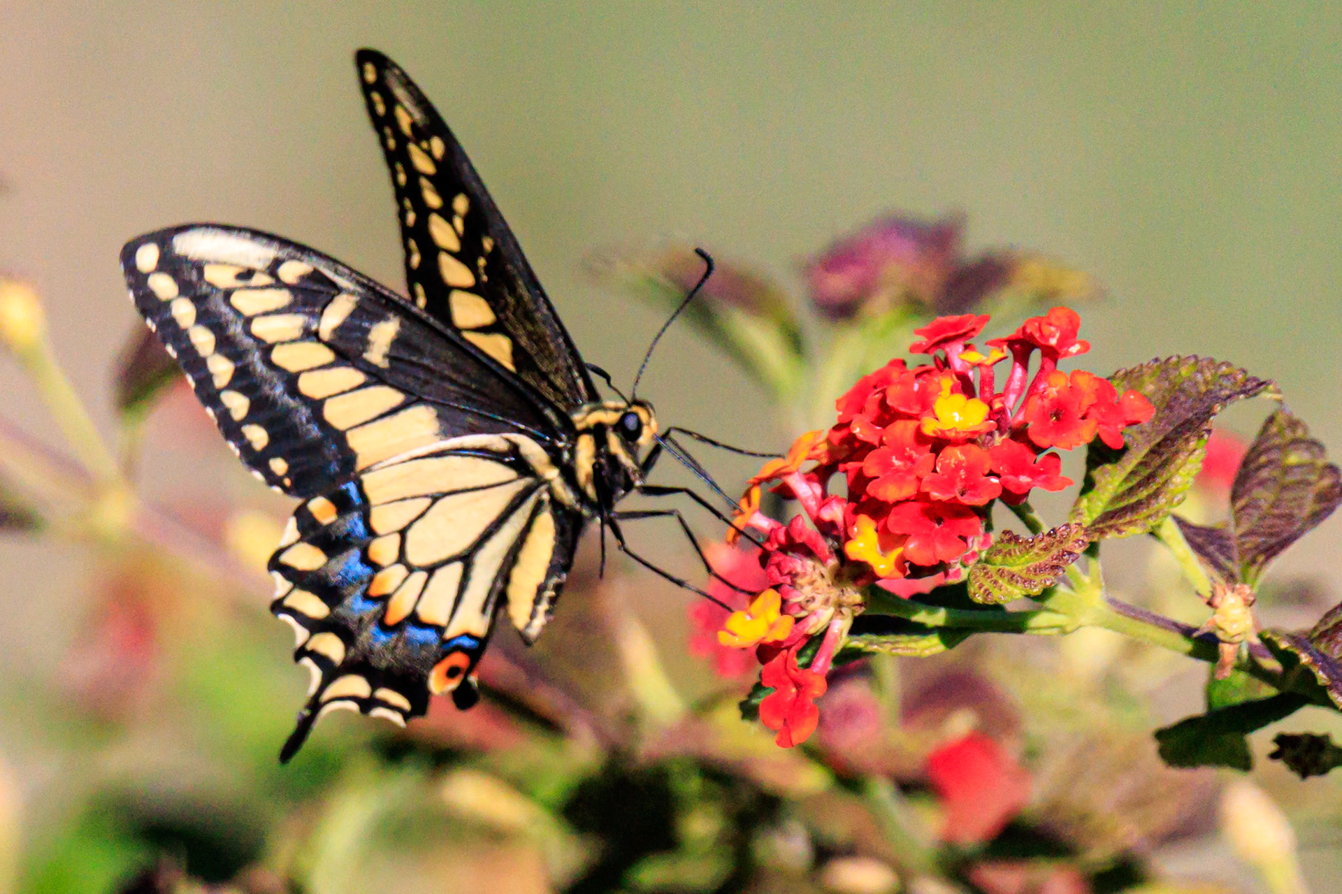 Swallowtail Butterfly (a little creepy looking up close)