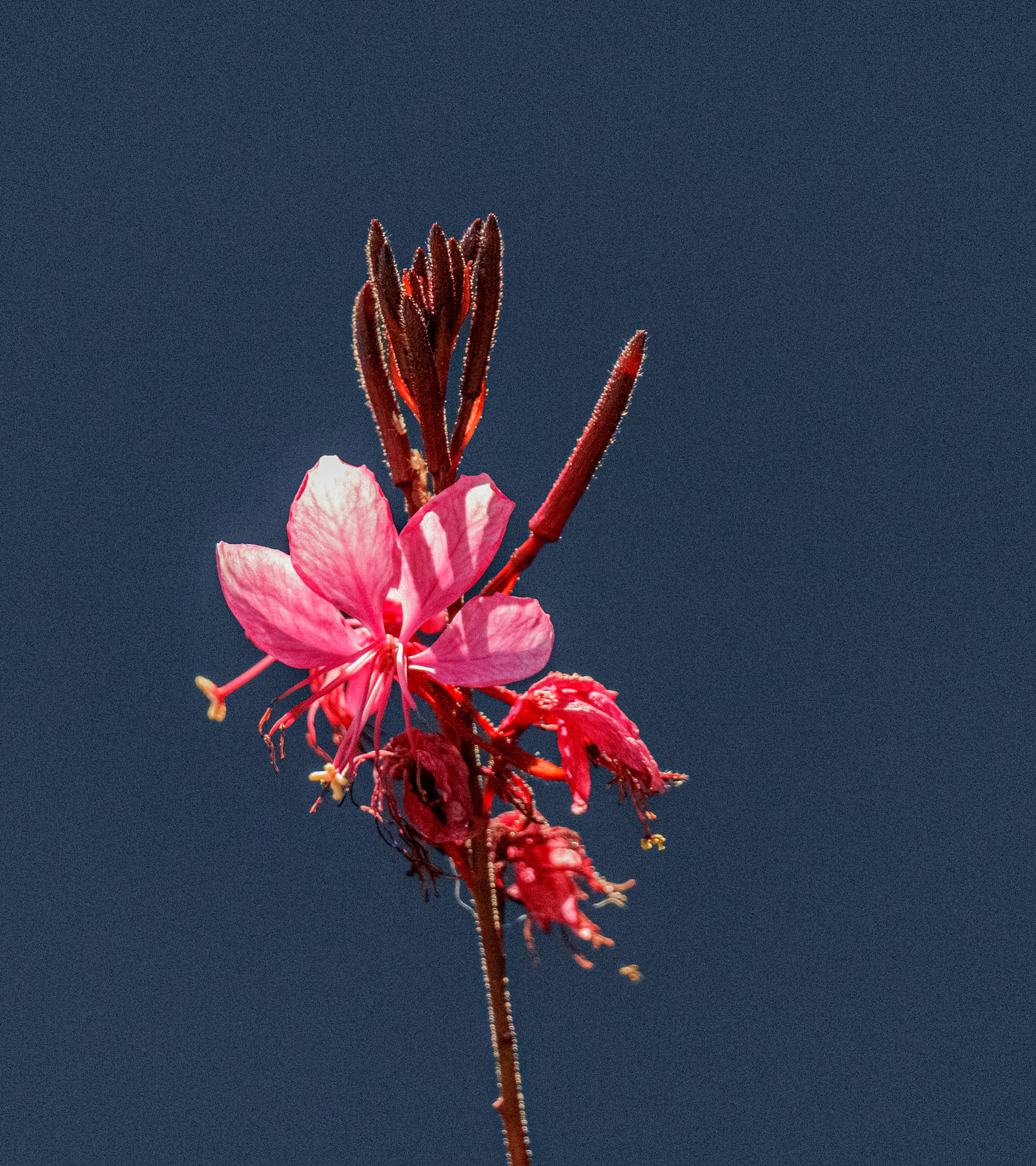 Pink Gaura?