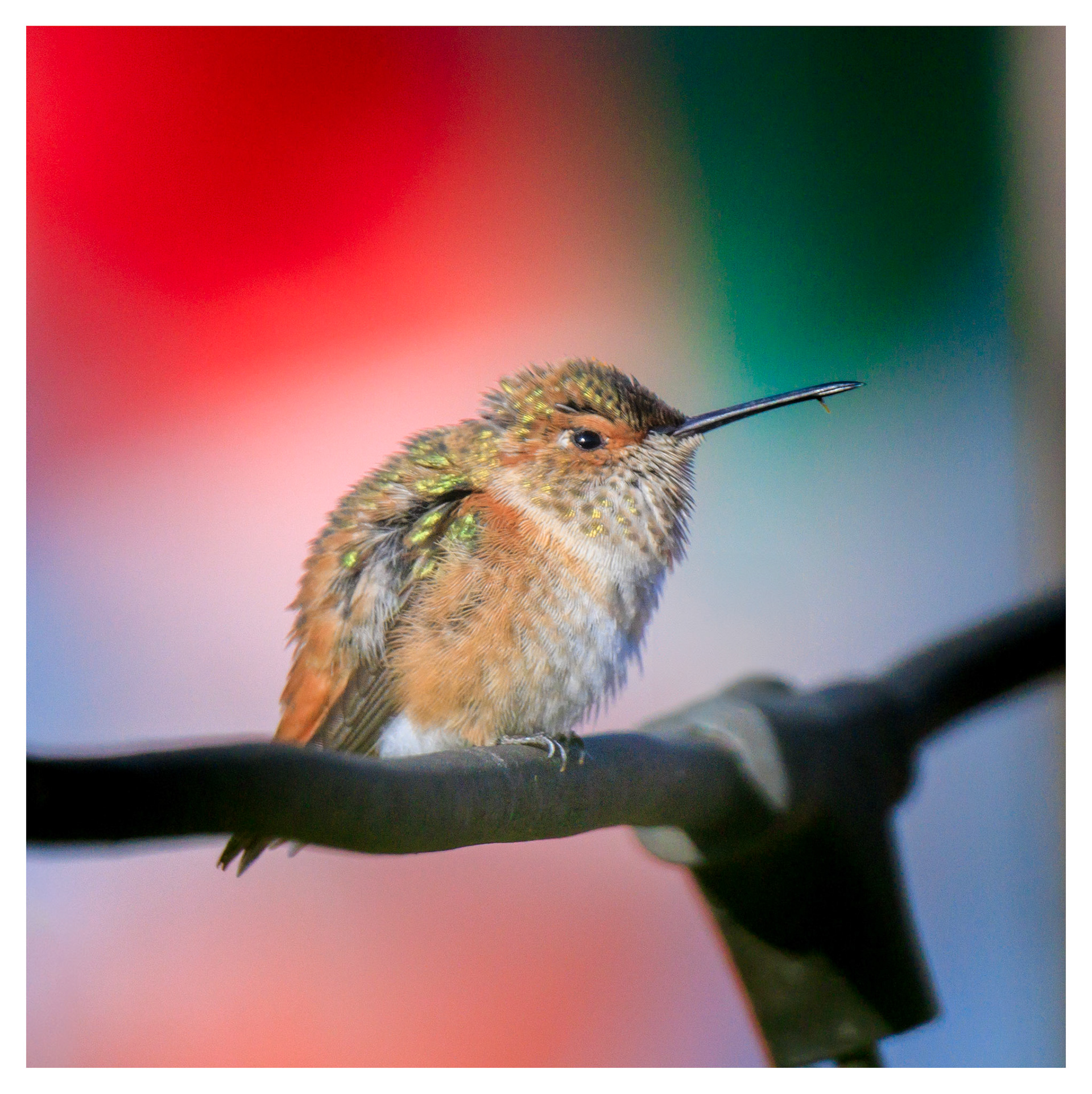 Hummingbird in front of Mexican Flag