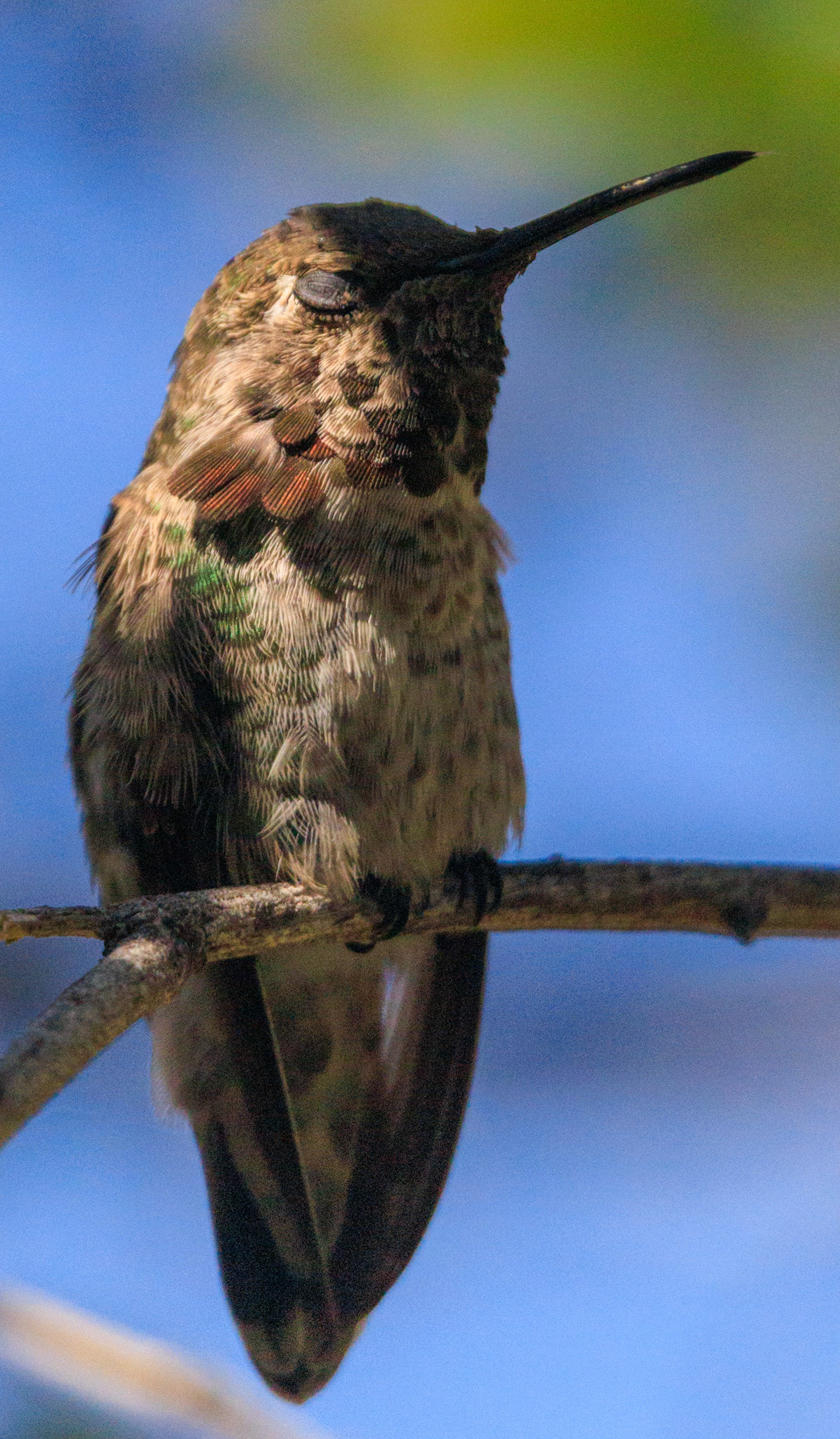 Sleepy Bird
