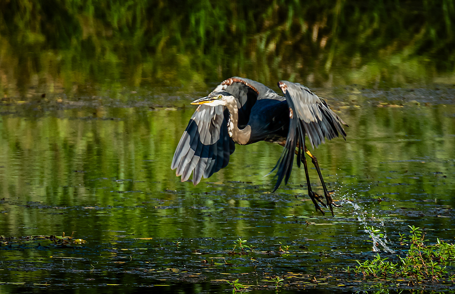 Heron at Lost Lake