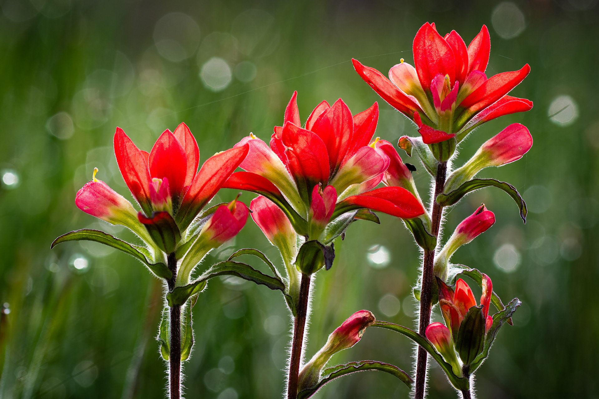 Indian Paintbrush Trio