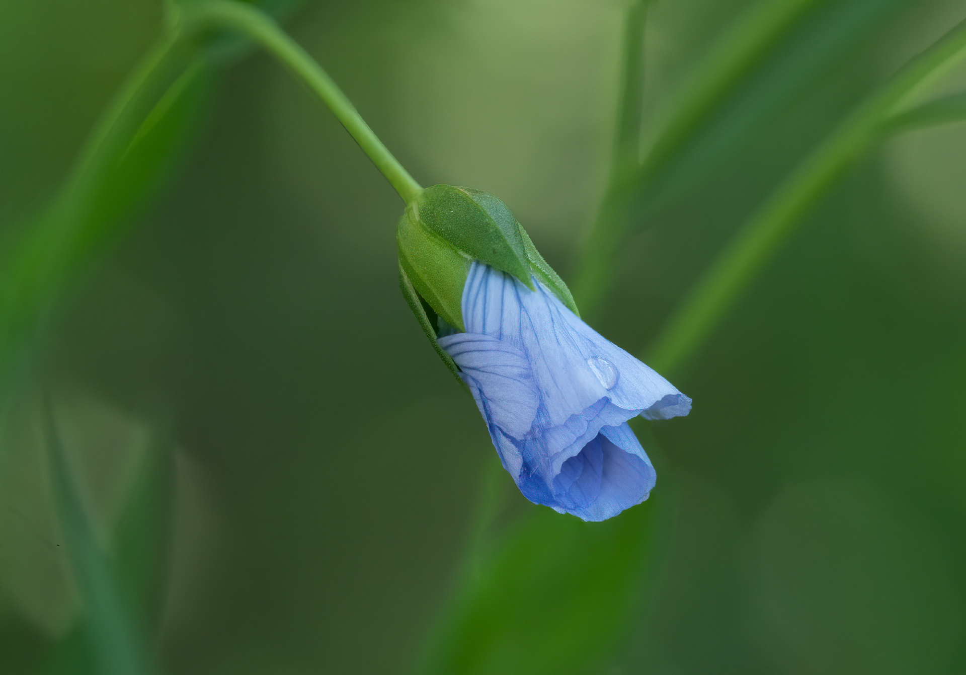 Flax Flower