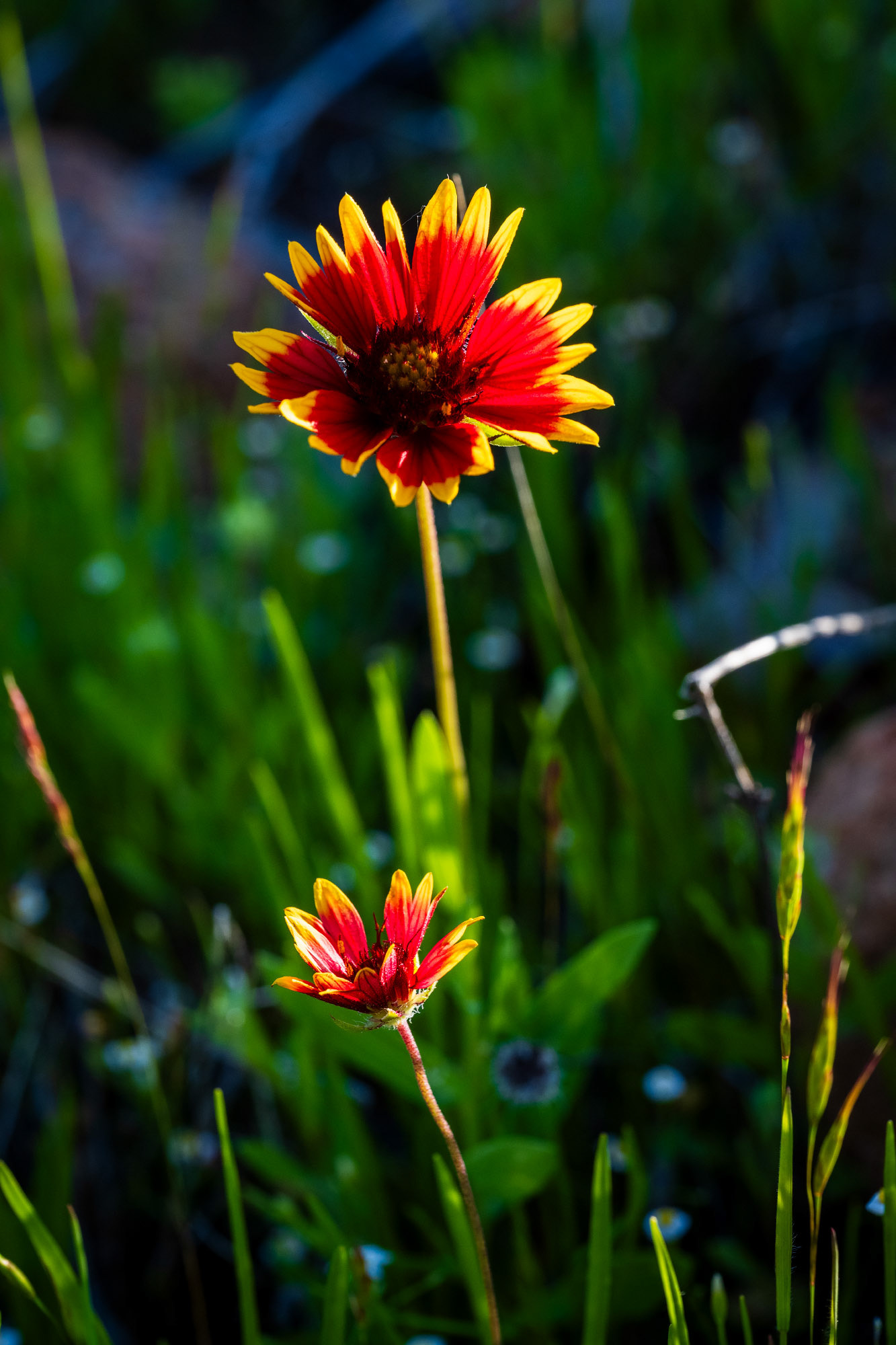 Indian Blanket