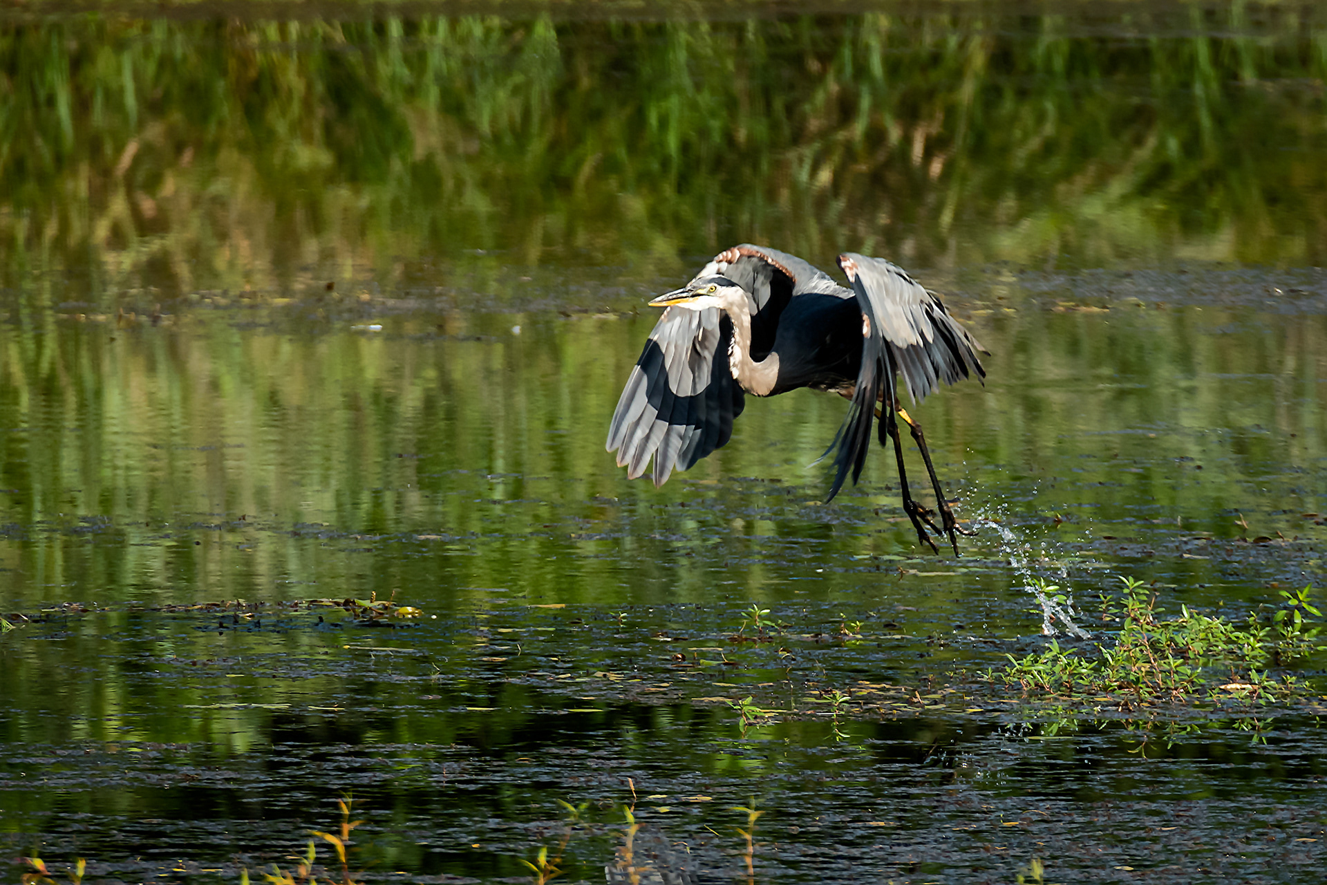Heron at Lost Lake