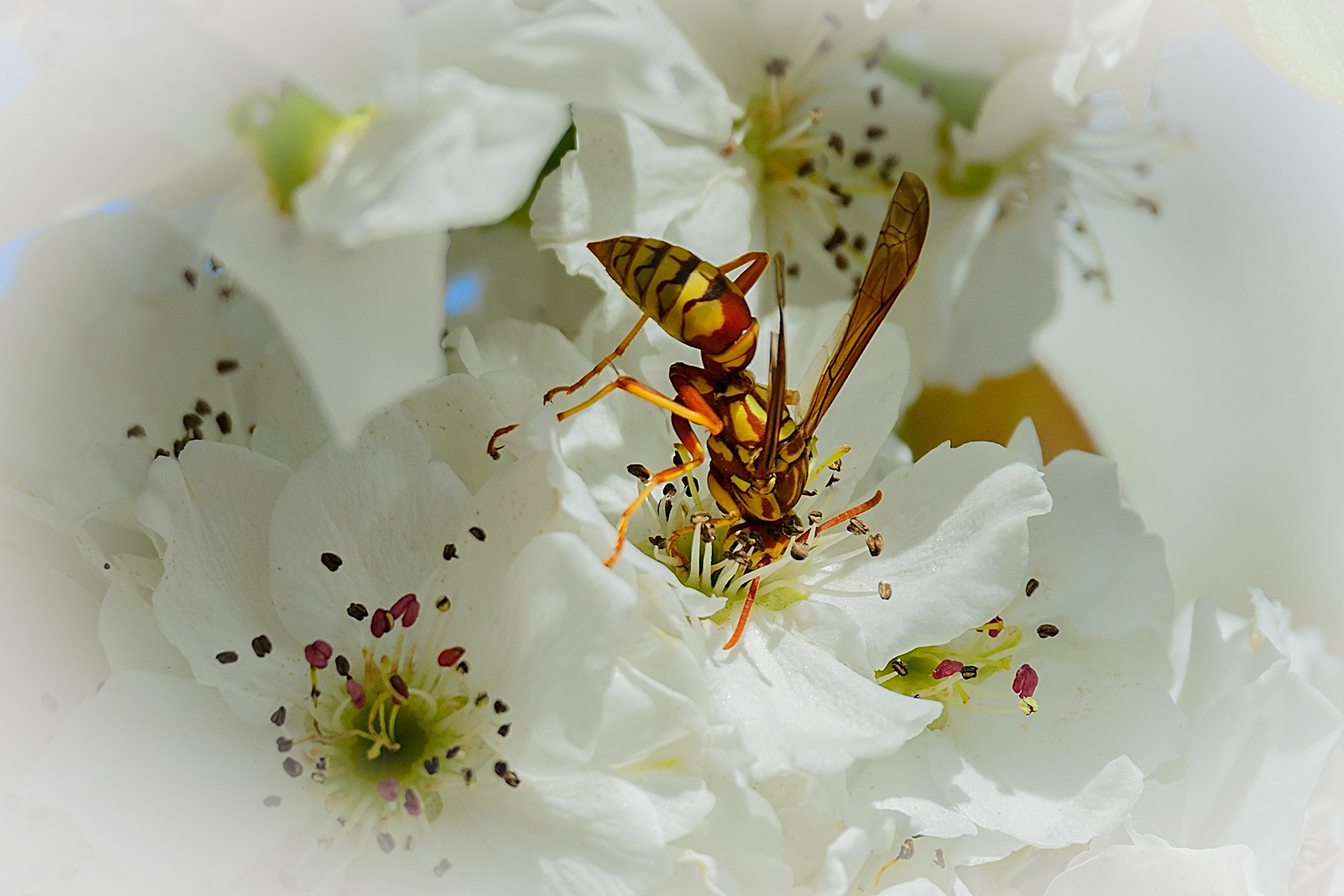 Hornet on Pear Blossoms