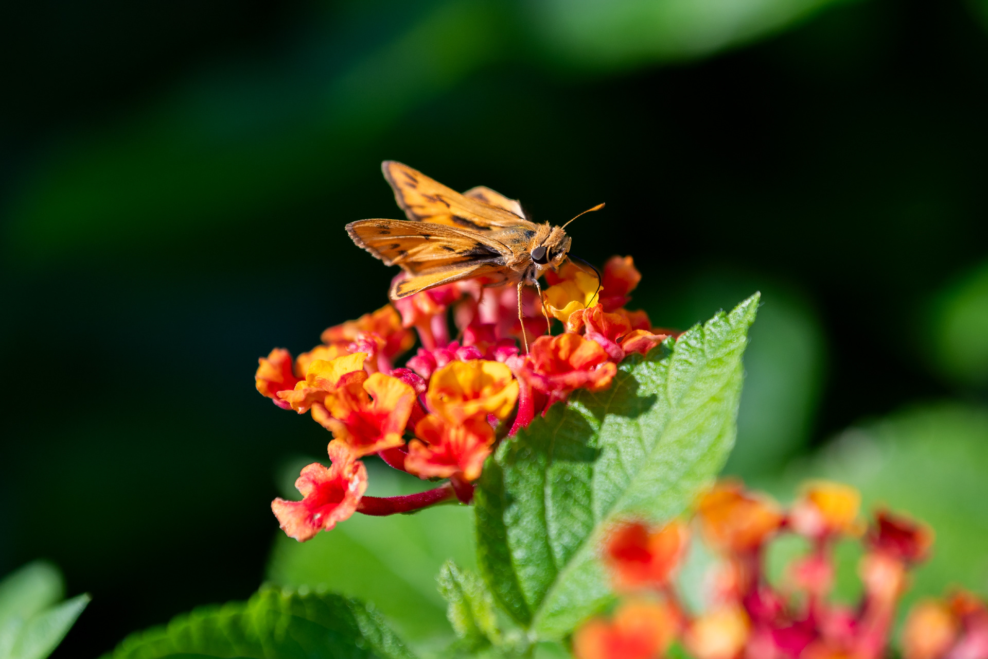Skipper