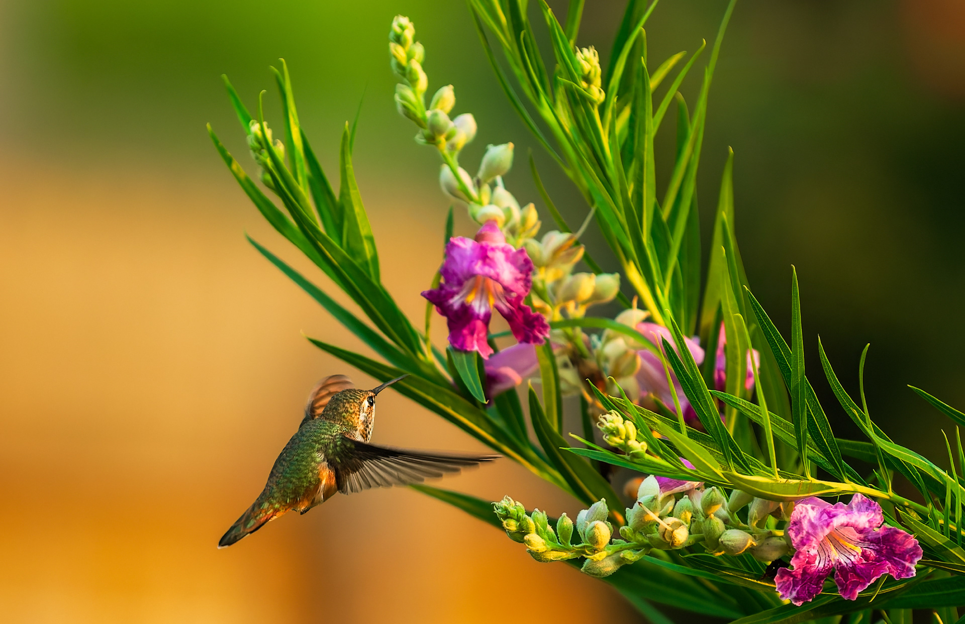 Hummingbird in Desert Willow