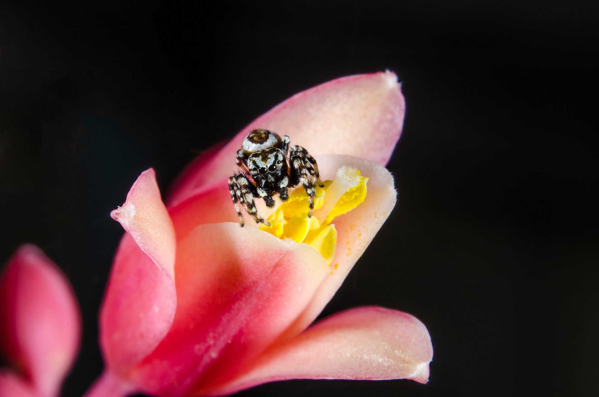 Jumping Spider on Yucca