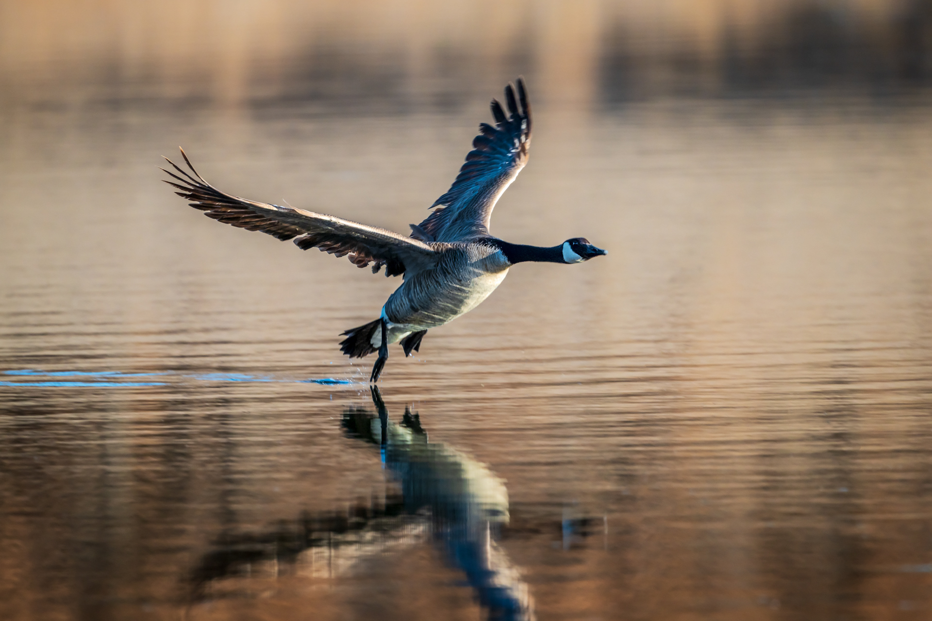 Canadian Goose Landing