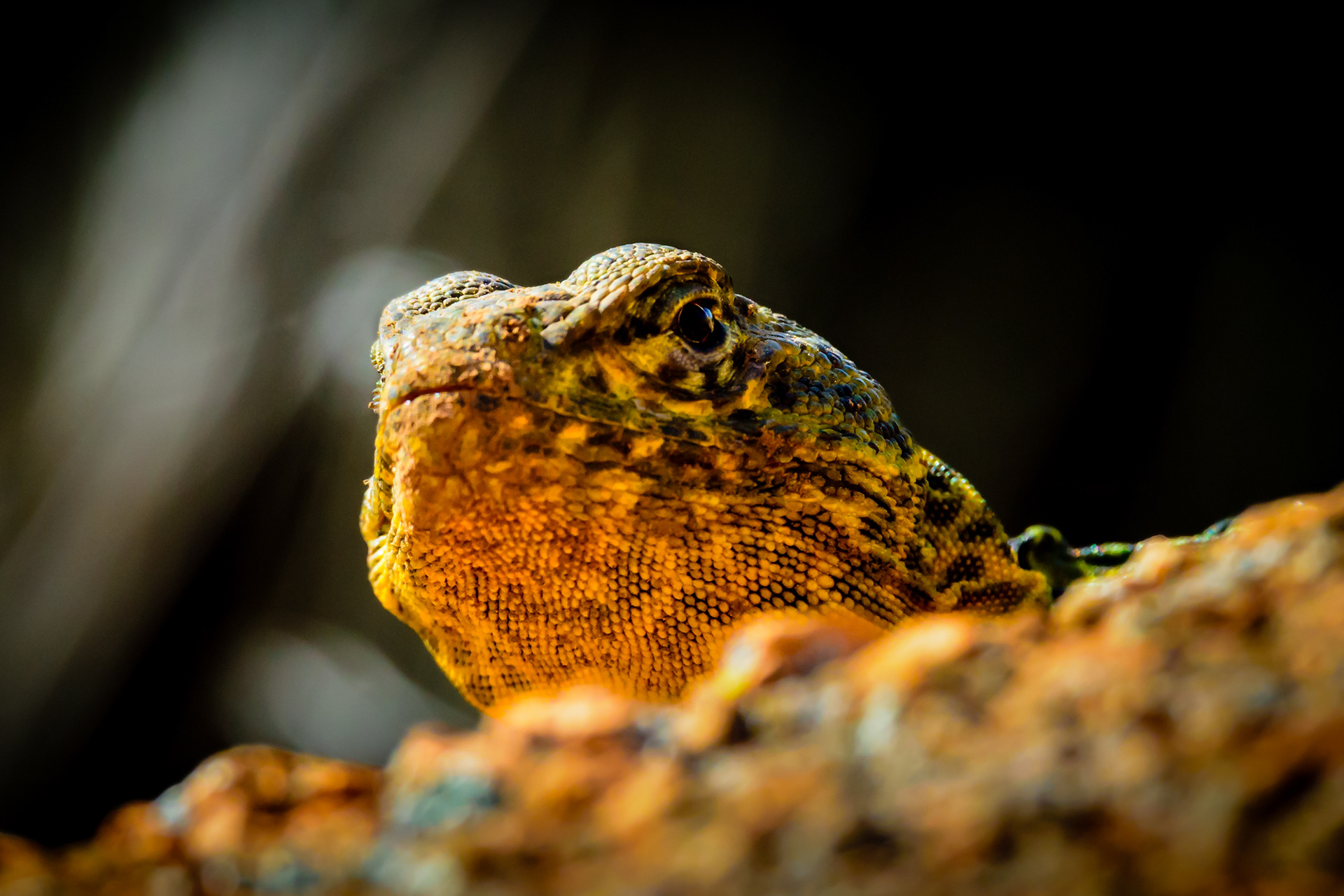Collard Lizard Up Close