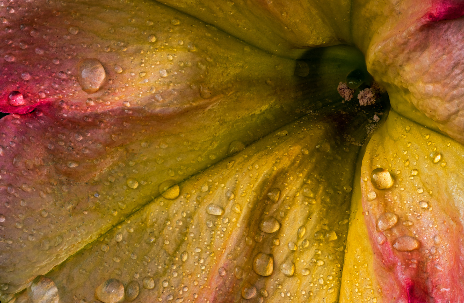 Petunia Macro