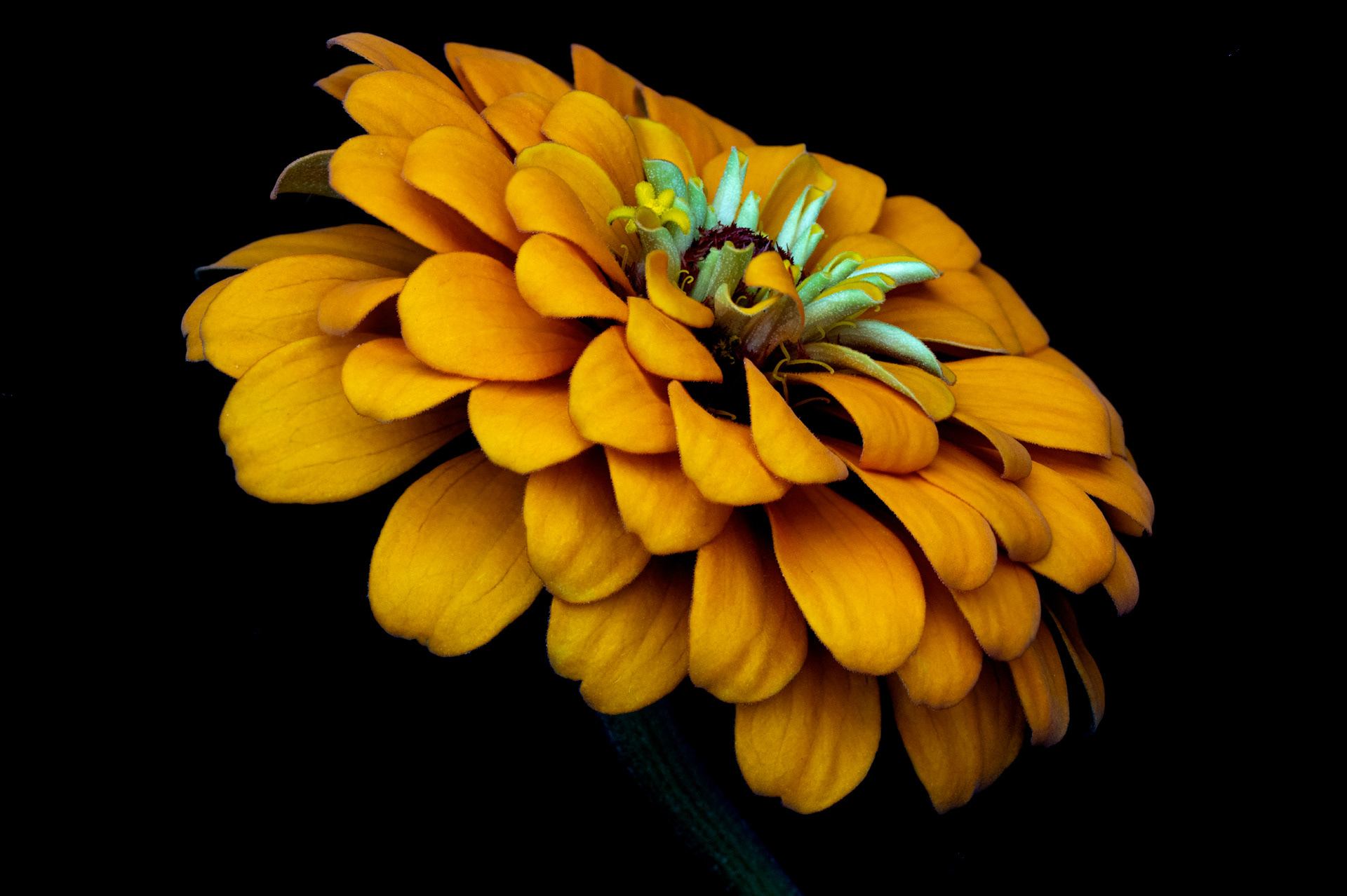 Zinnia 2