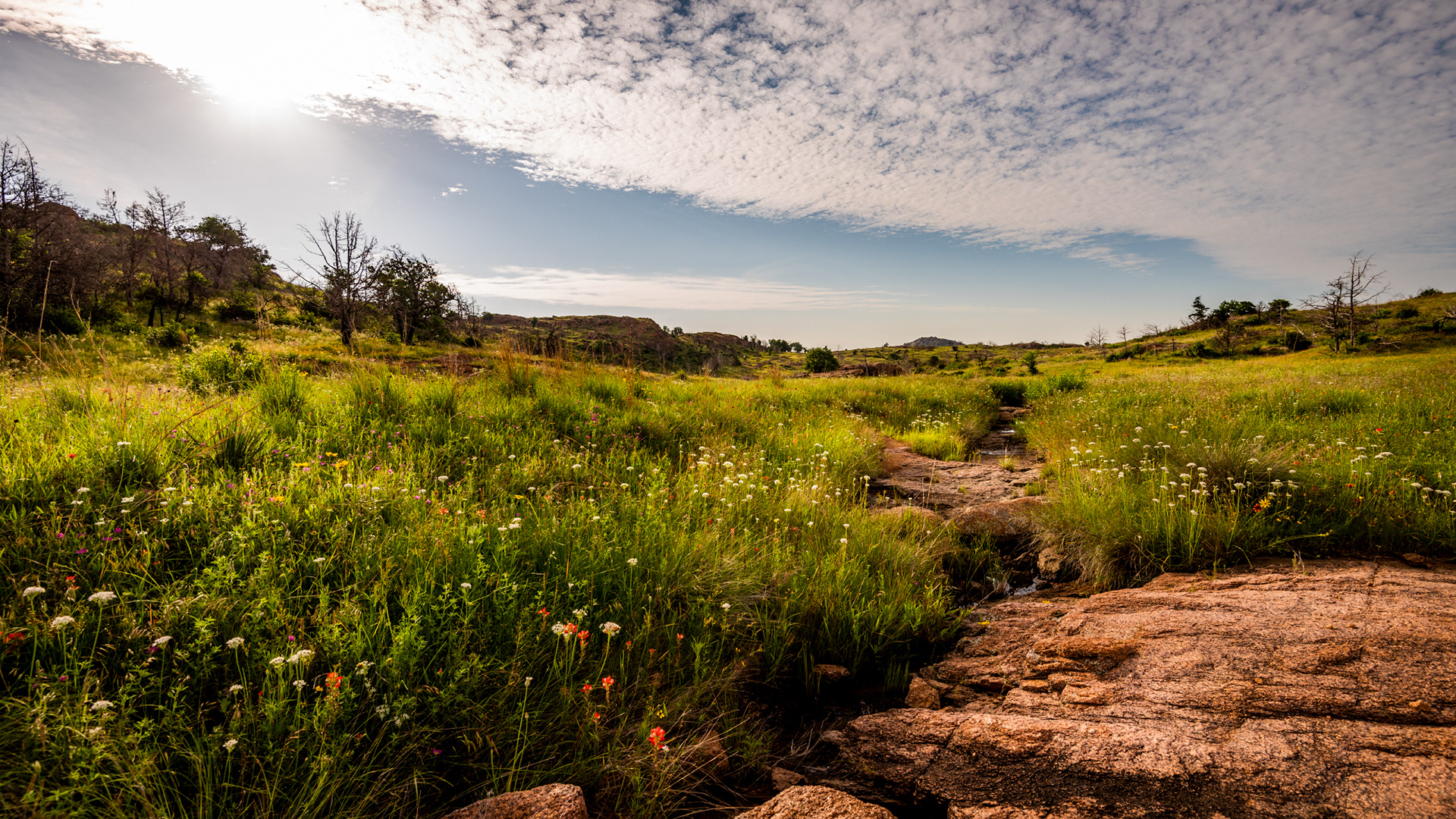 Dog Run Wildflowers