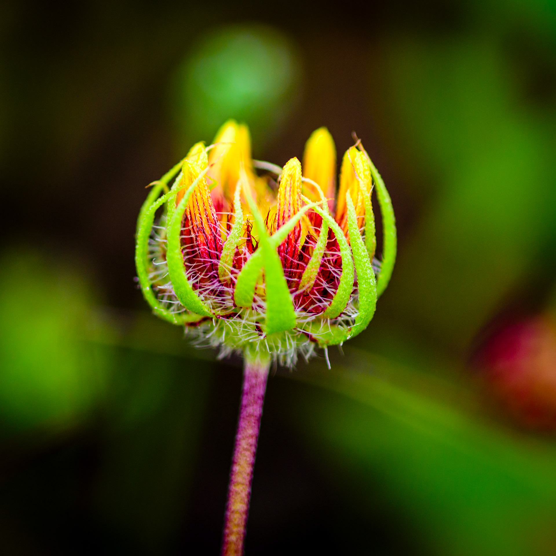 Budding Indian Blanket