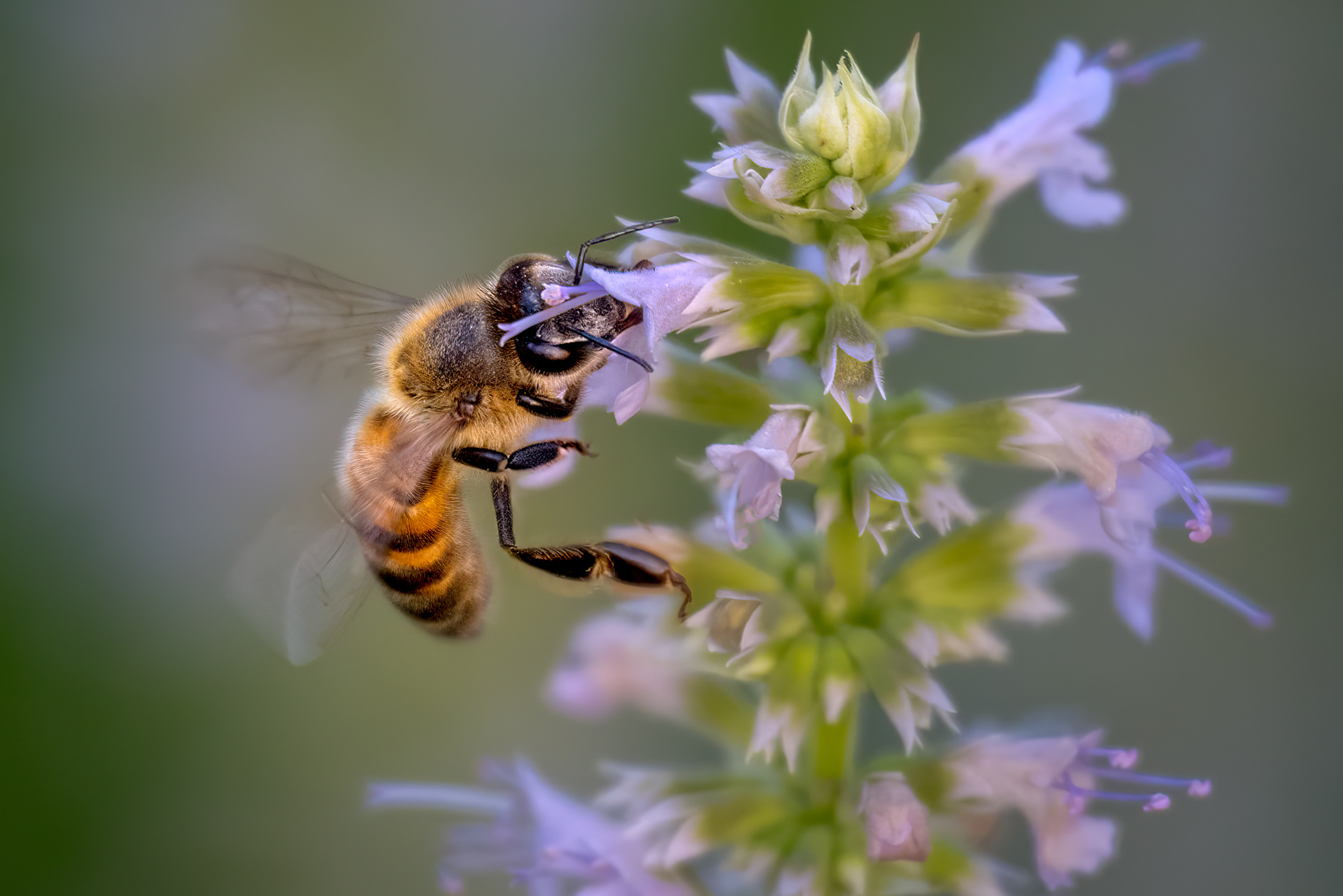 Bee on Anise Hyssop