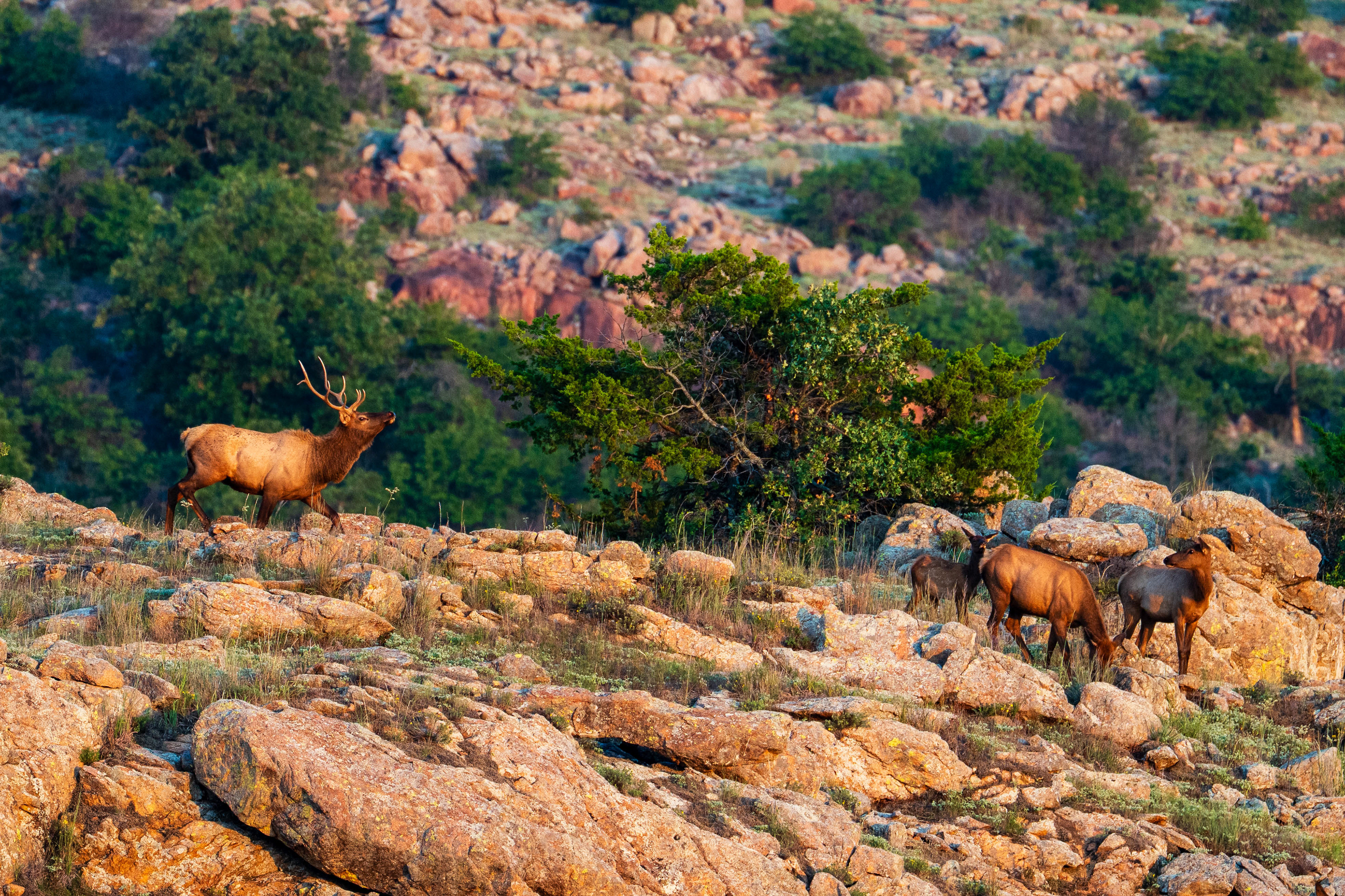 Elk